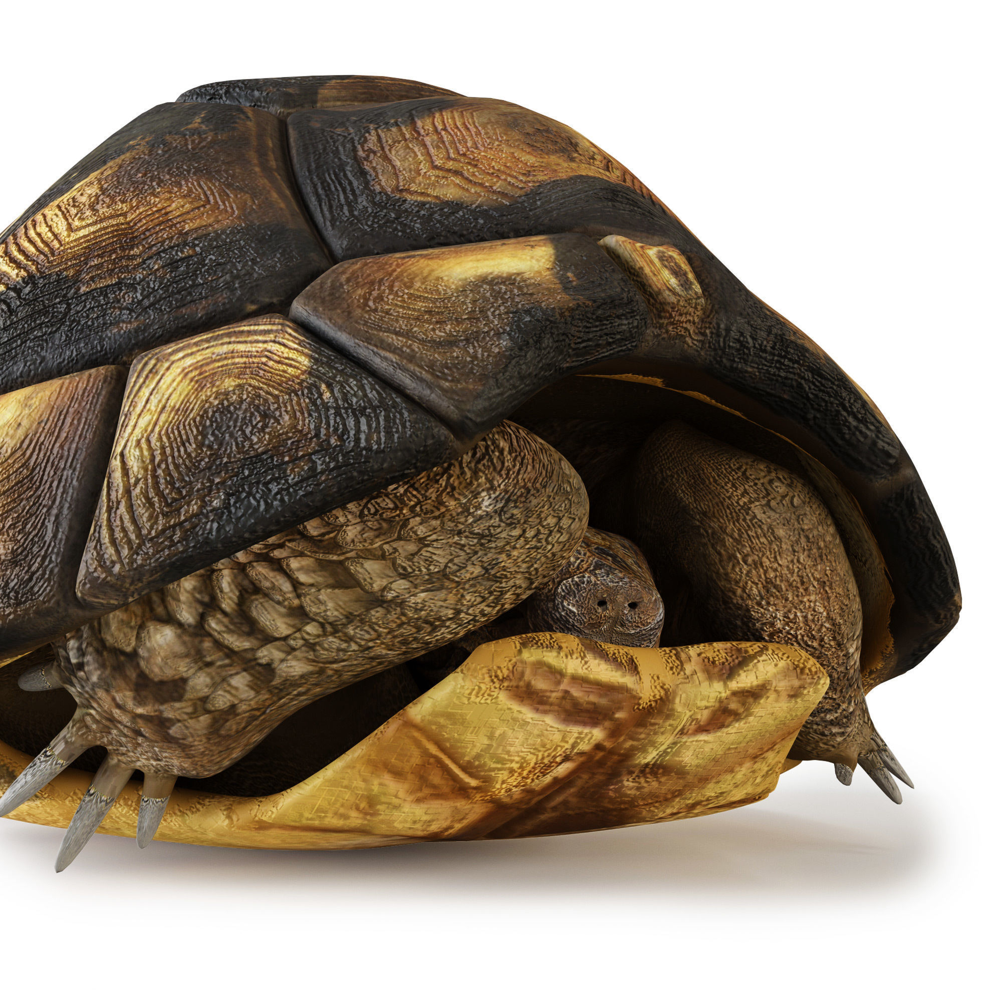 Turtles 3D model_18