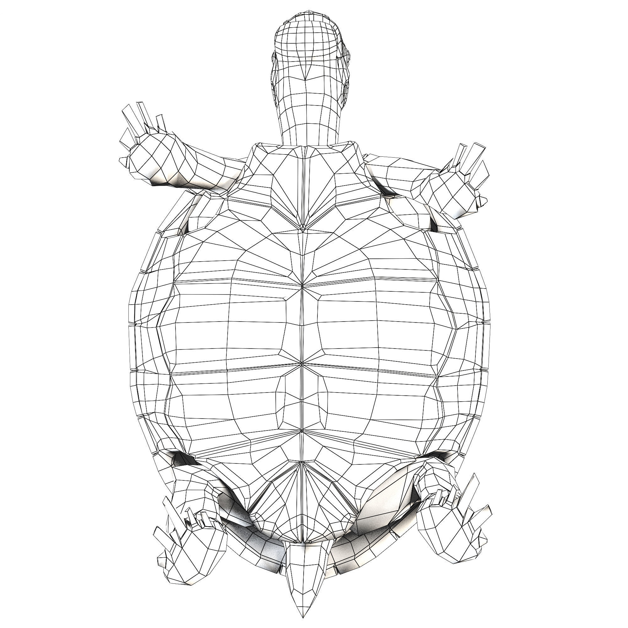 Turtles 3D model_24