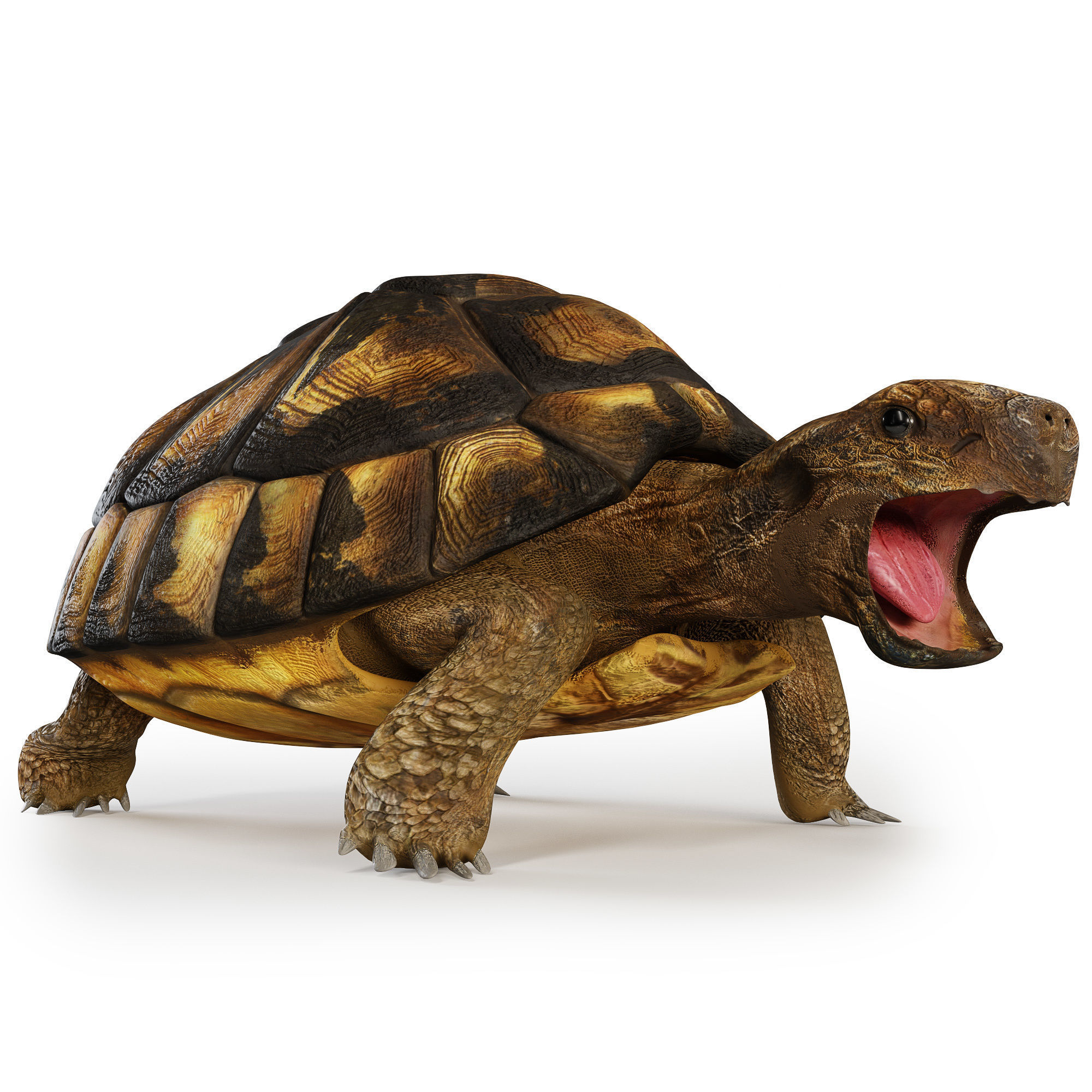 Turtles 3D model_4