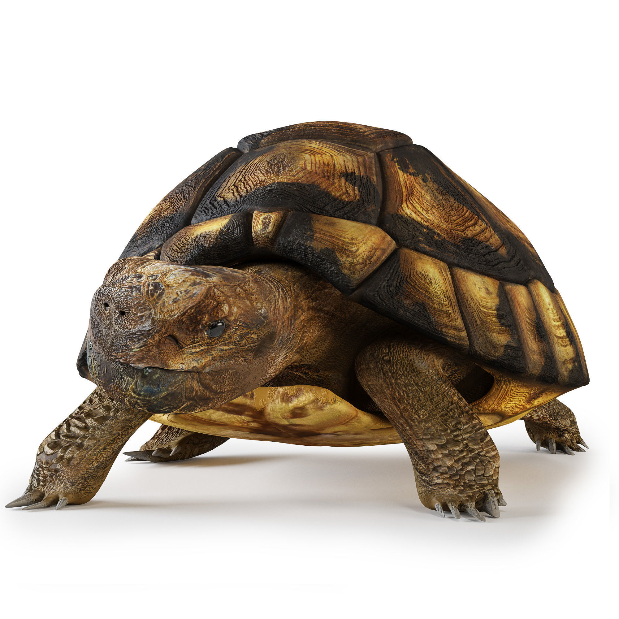 Turtles 3D model_2