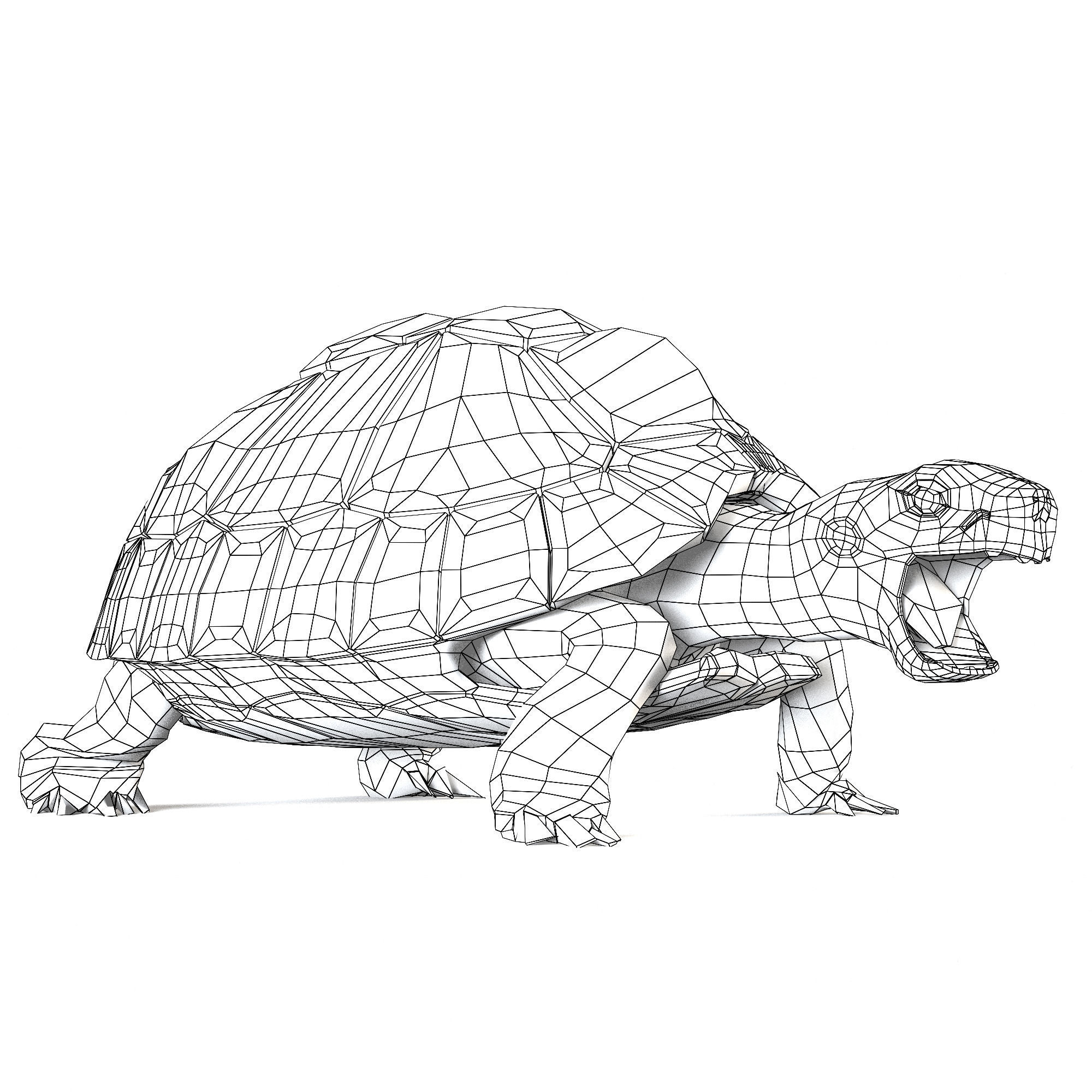 Turtles 3D model_21