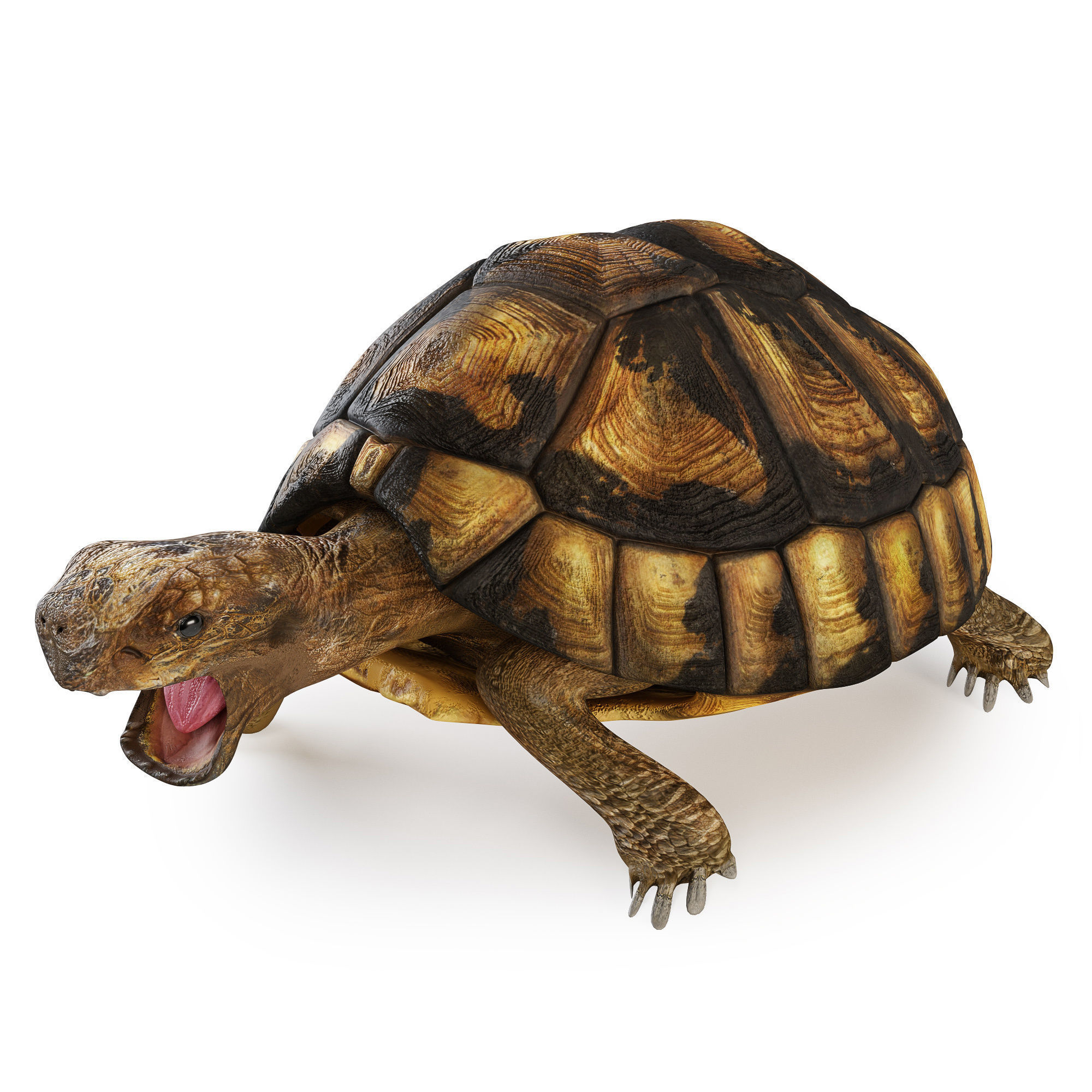 Turtles 3D model_7