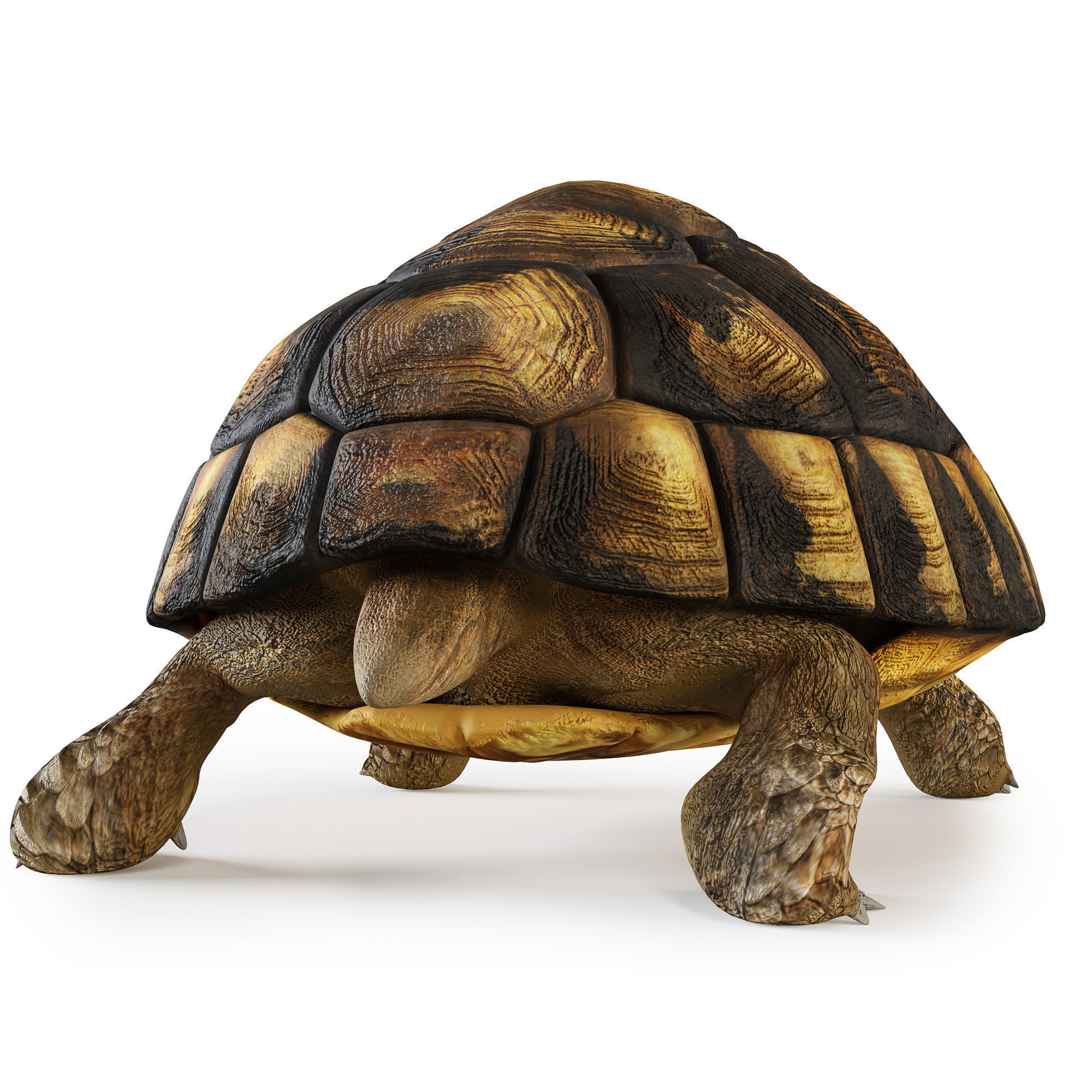 Turtles 3D model_9
