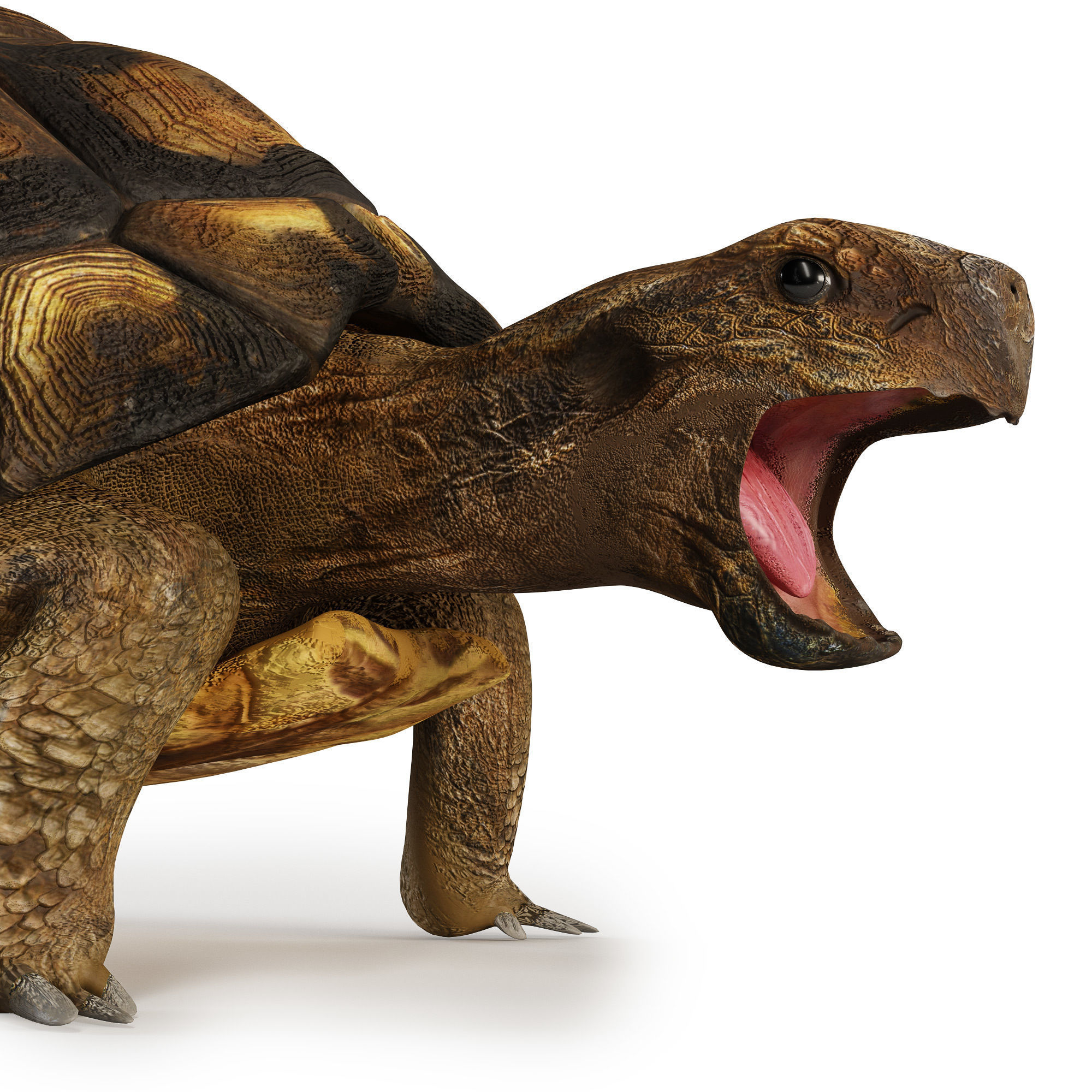 Turtles 3D model_5