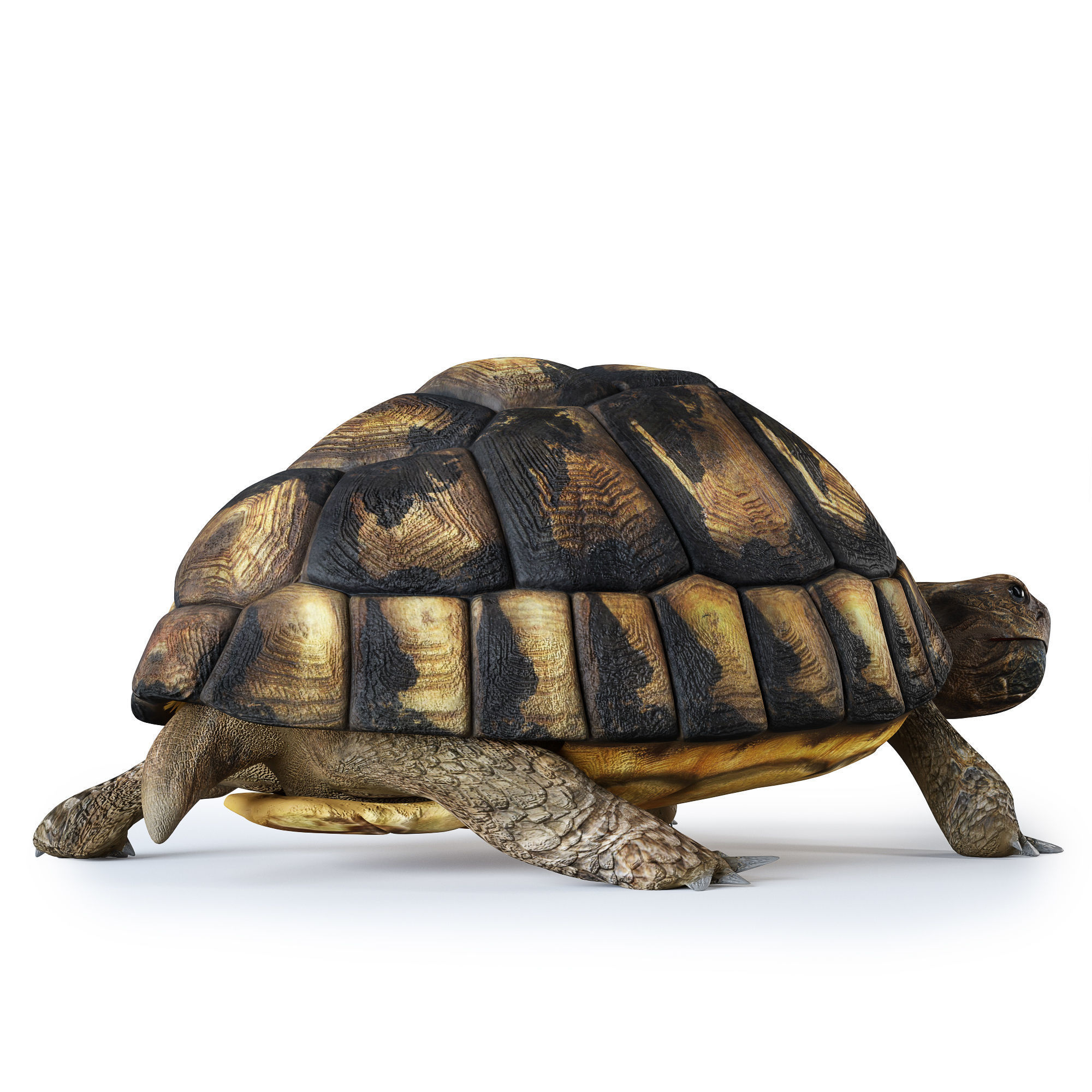 Turtles 3D model_12