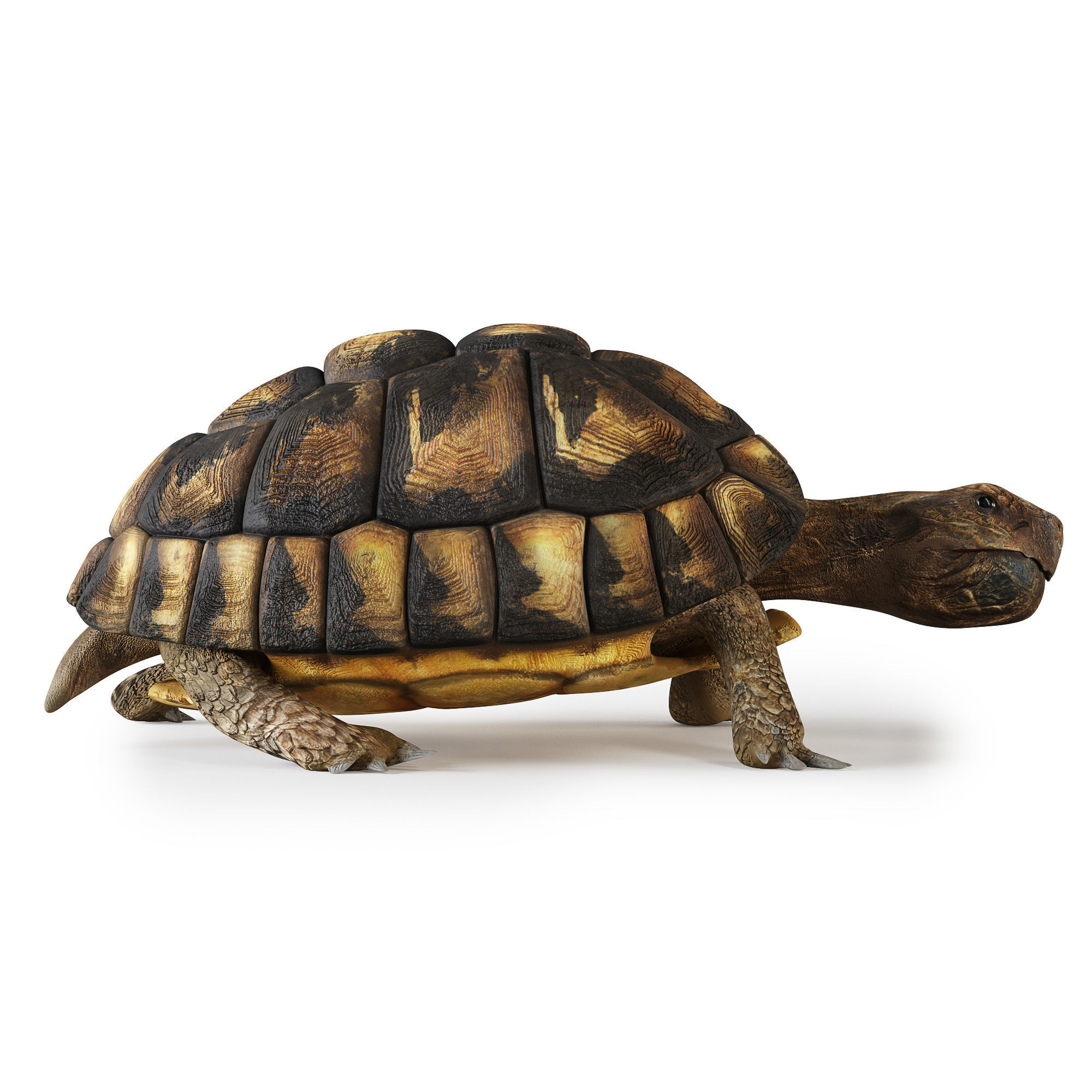 Turtles 3D model_11