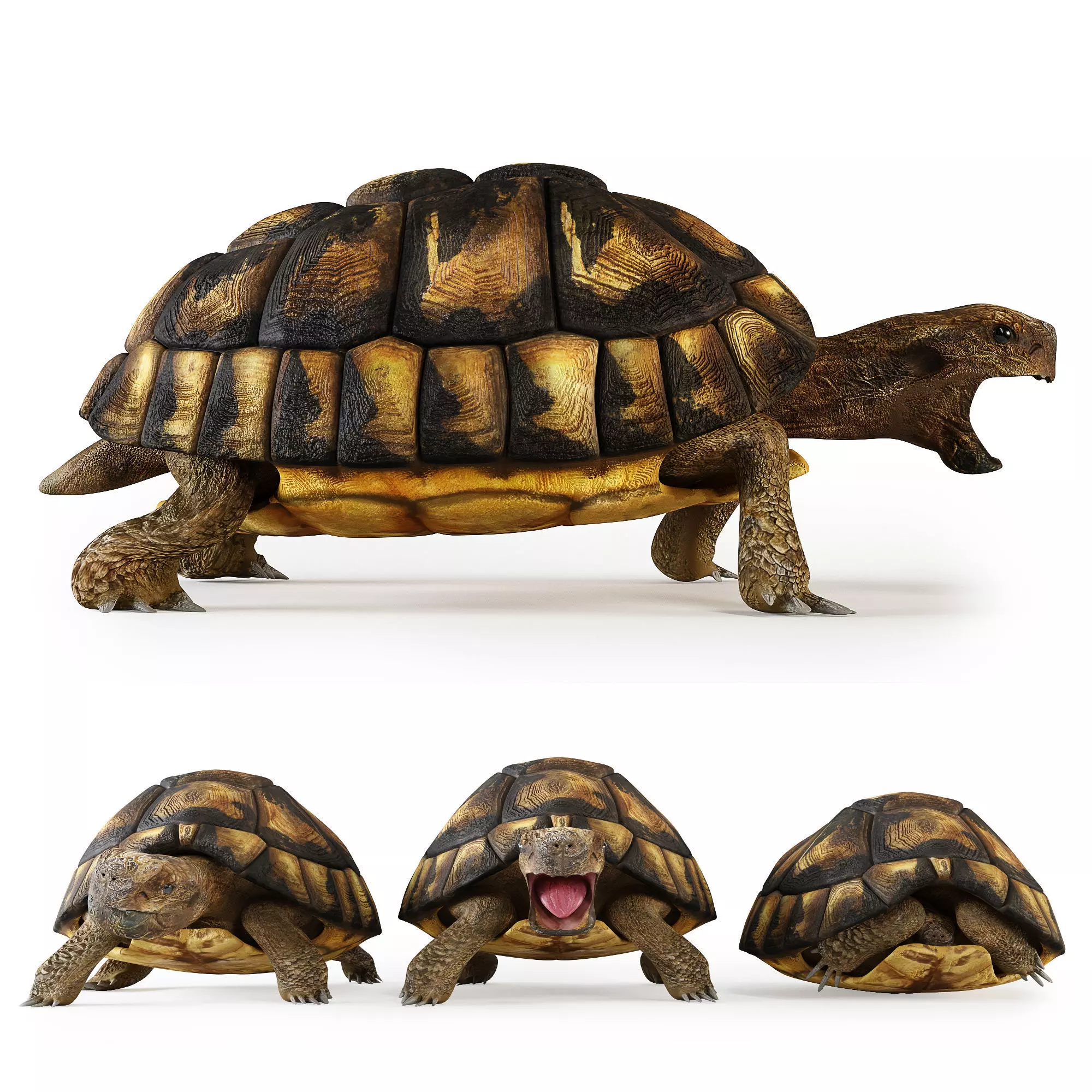 Turtles 3D model_0