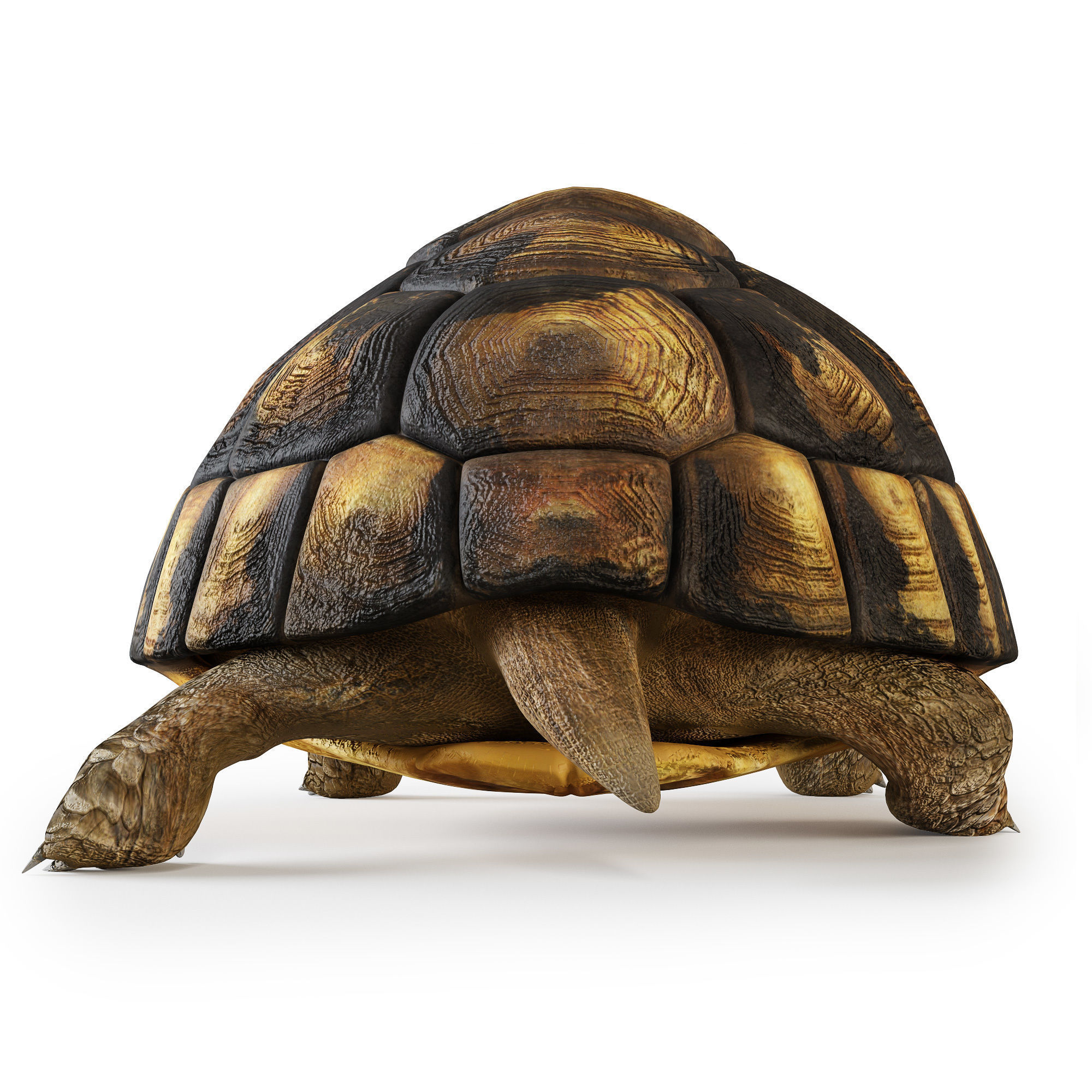 Turtles 3D model_15