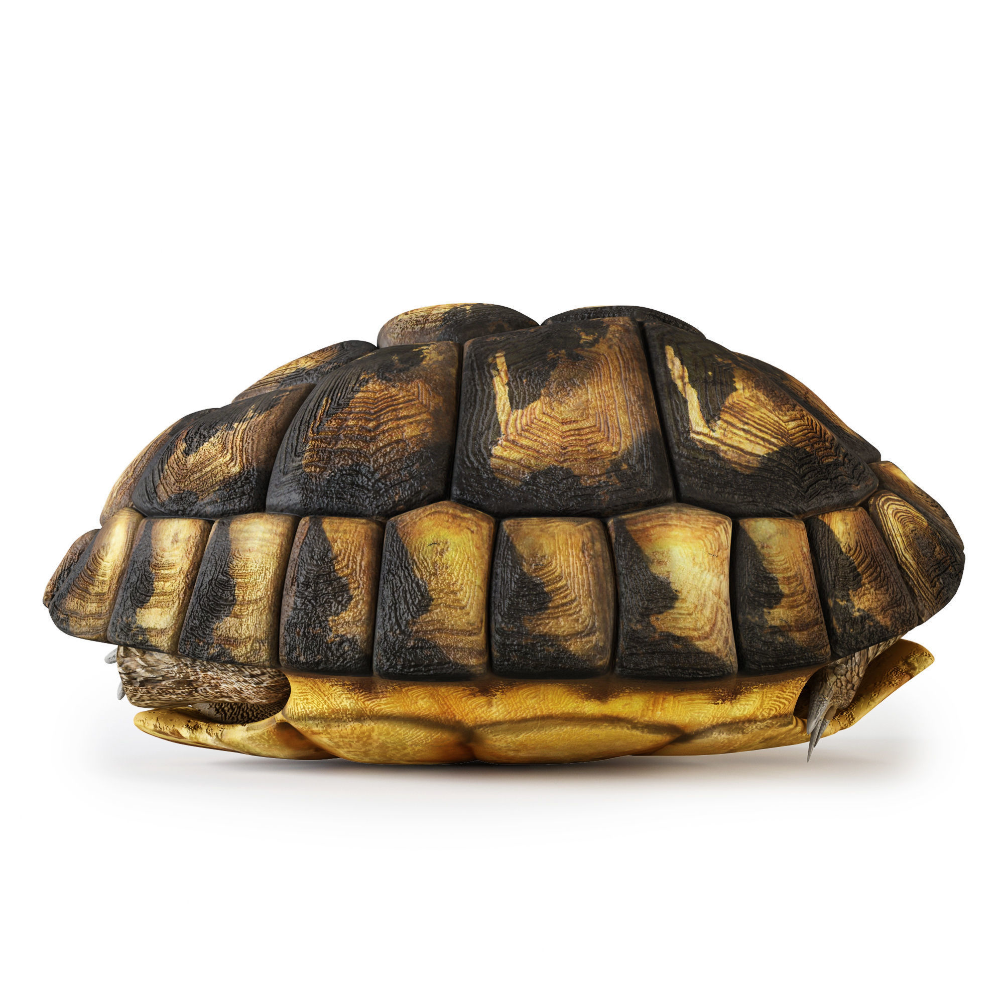 Turtles 3D model_20