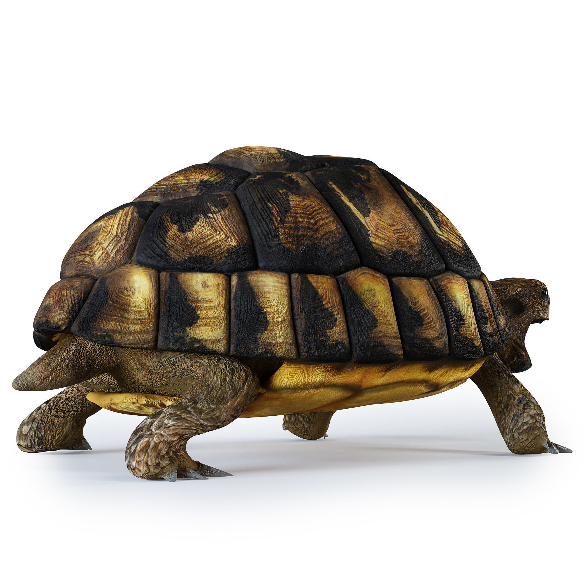 Turtles 3D model_8