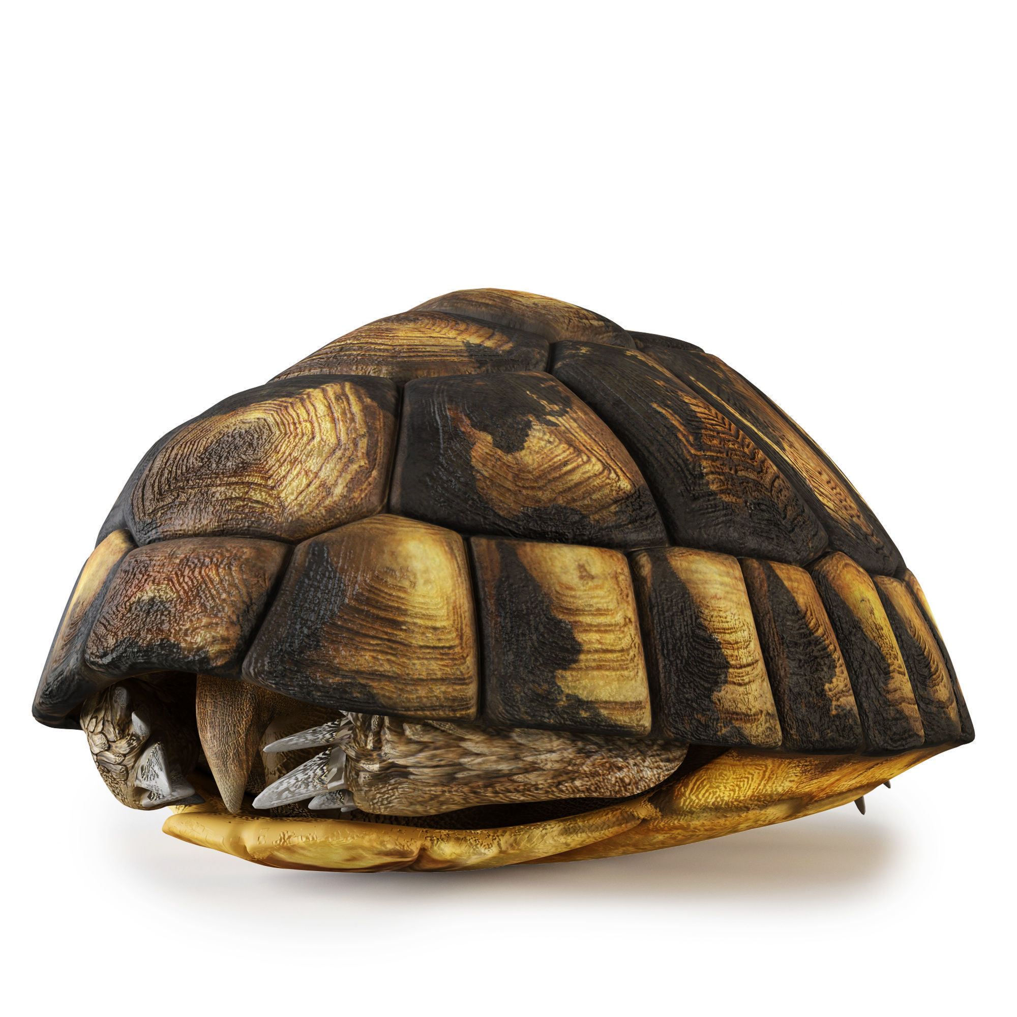 Turtles 3D model_19