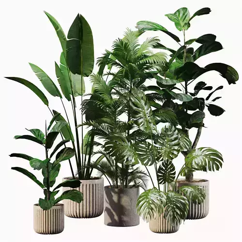 Indoor Plant Set 01 3D model