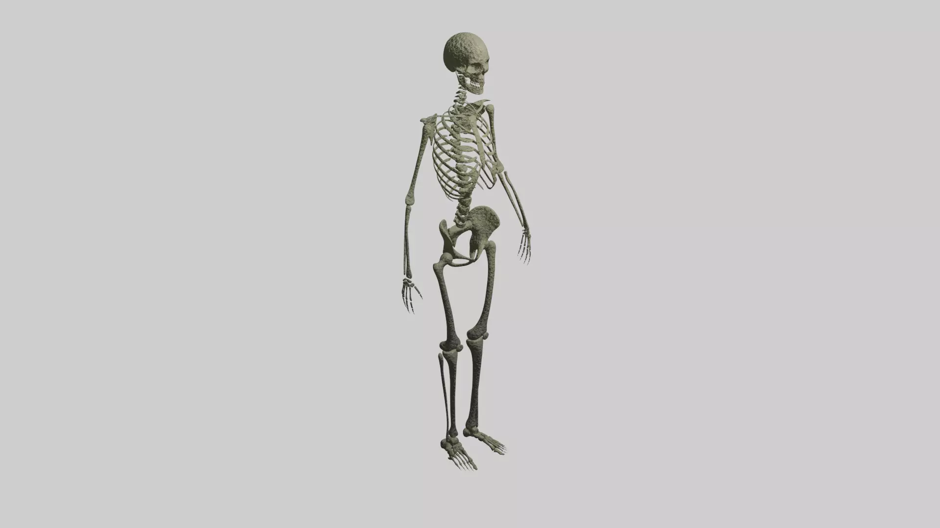 Skeleton 3D model