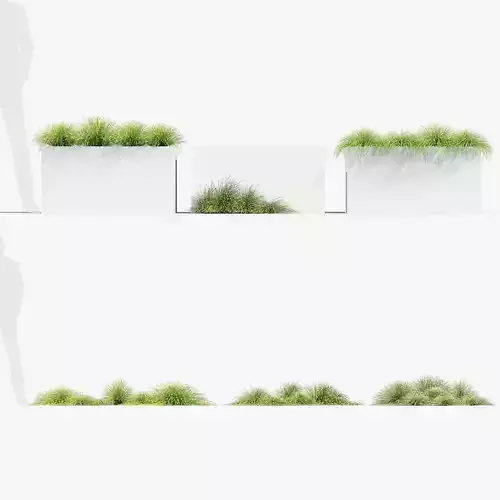 Isolepis cernua Fibre optic grass 3D Model 02