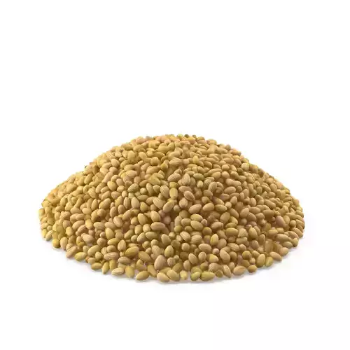 Coriander Seeds 3D model