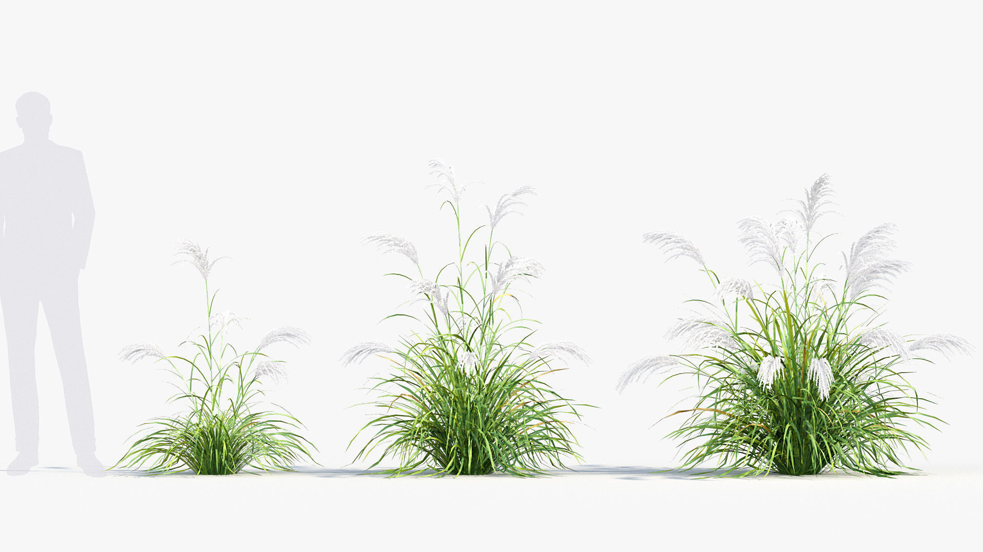 Miscanthus sacchariflorus Amur silver grass 3D Model 01 3D model_2