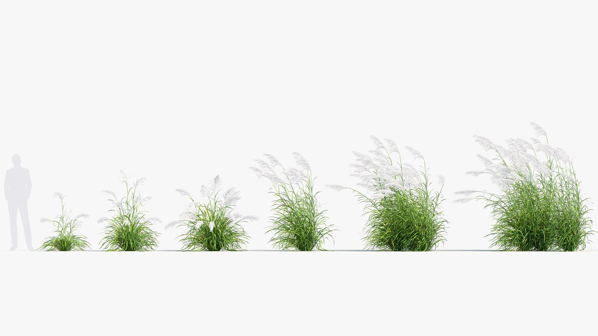 Miscanthus sacchariflorus Amur silver grass 3D Model 01 3D model_1