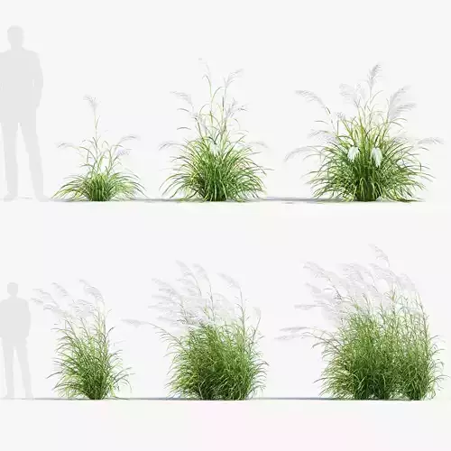 Miscanthus sacchariflorus Amur silver grass 3D Model 01