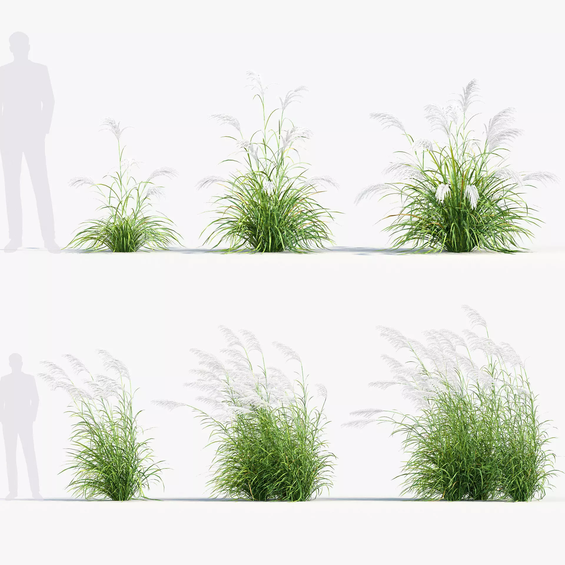 Miscanthus sacchariflorus Amur silver grass 3D Model 01 3D model_0