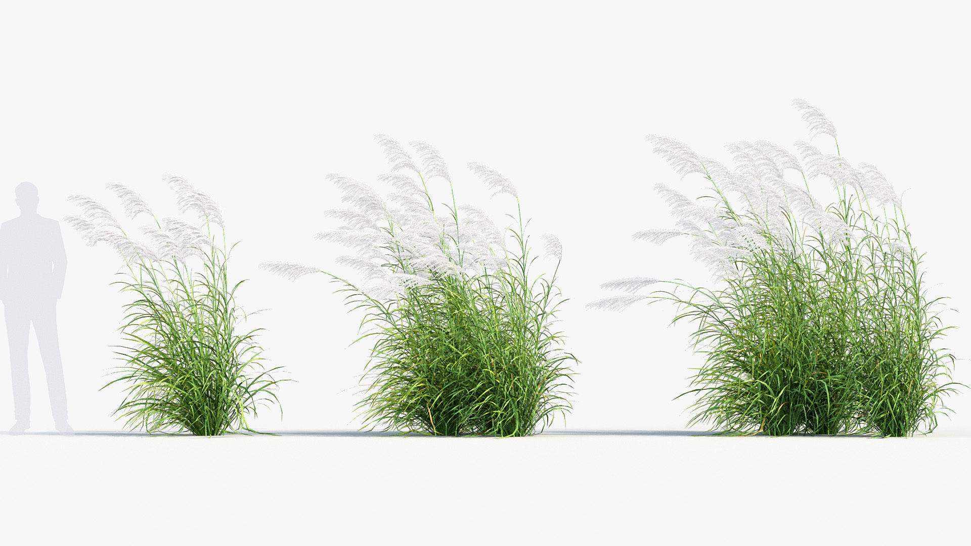Miscanthus sacchariflorus Amur silver grass 3D Model 01 3D model_3