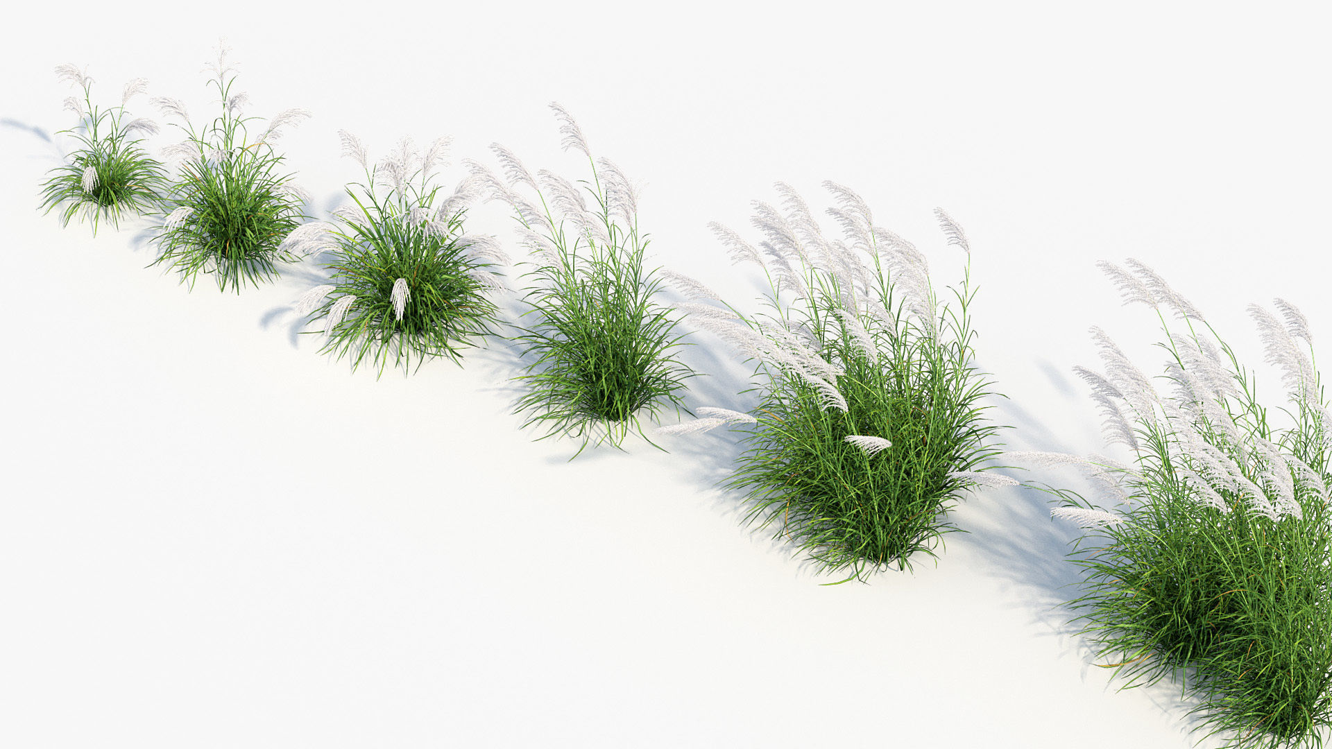 Miscanthus sacchariflorus Amur silver grass 3D Model 01 3D model_7