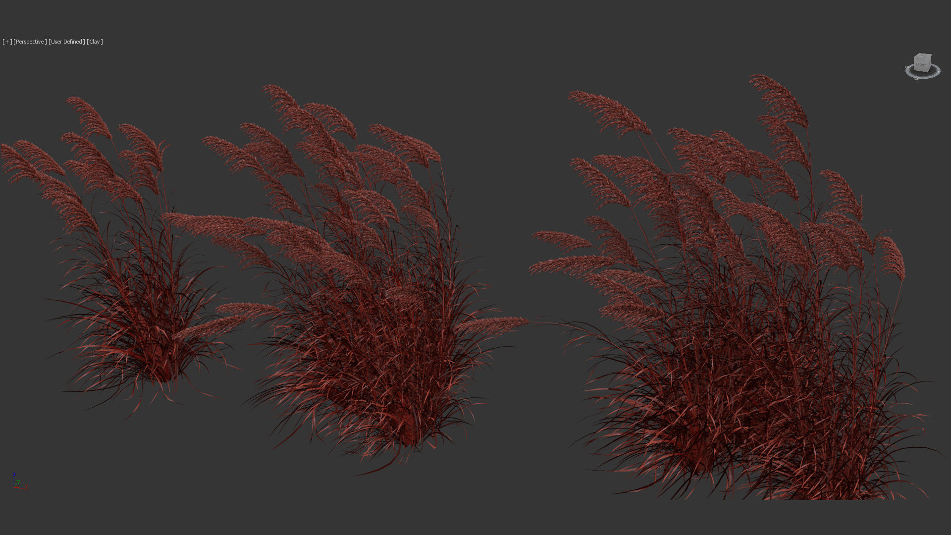 Miscanthus sacchariflorus Amur silver grass 3D Model 01 3D model_11