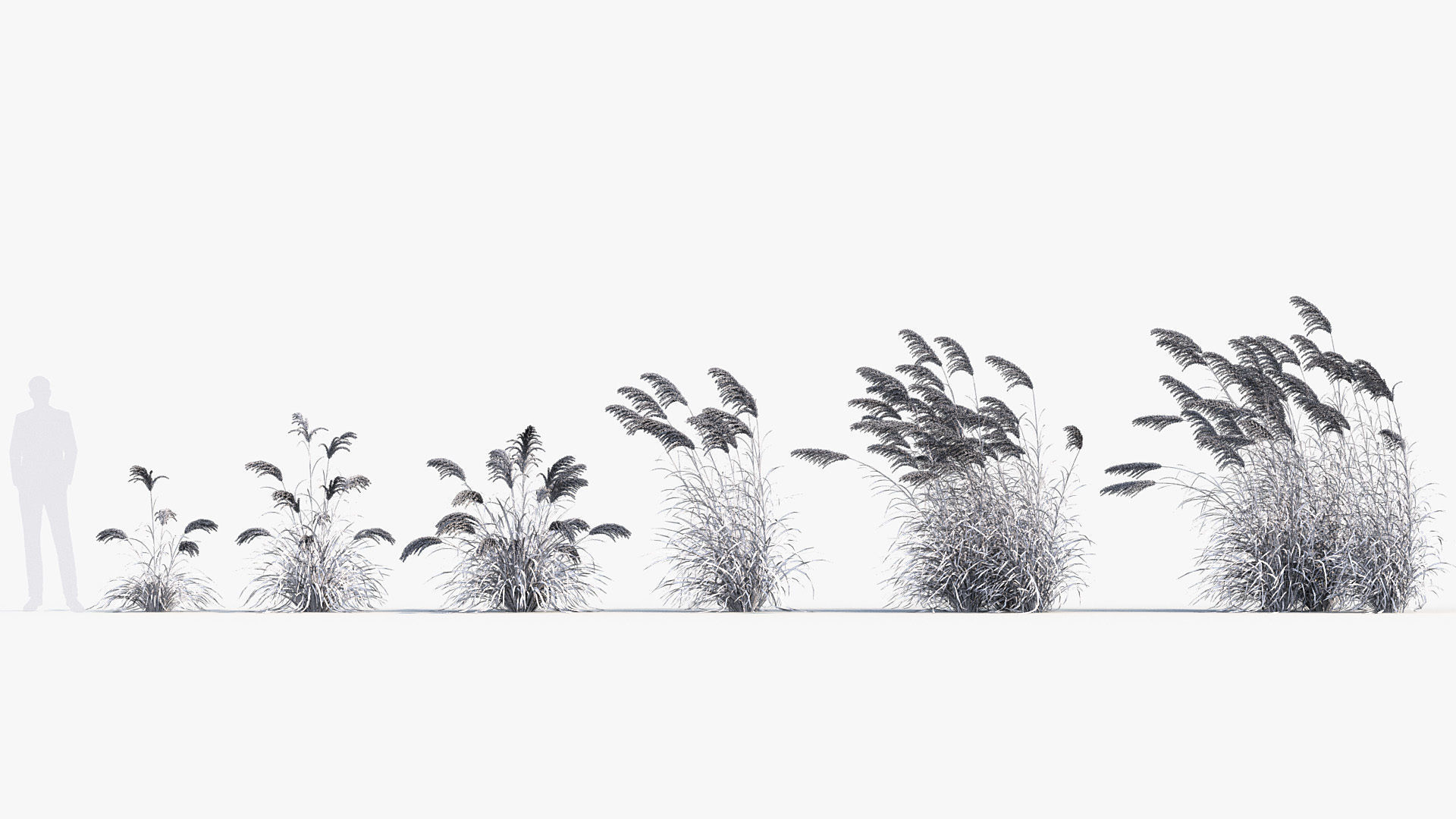 Miscanthus sacchariflorus Amur silver grass 3D Model 01 3D model_8