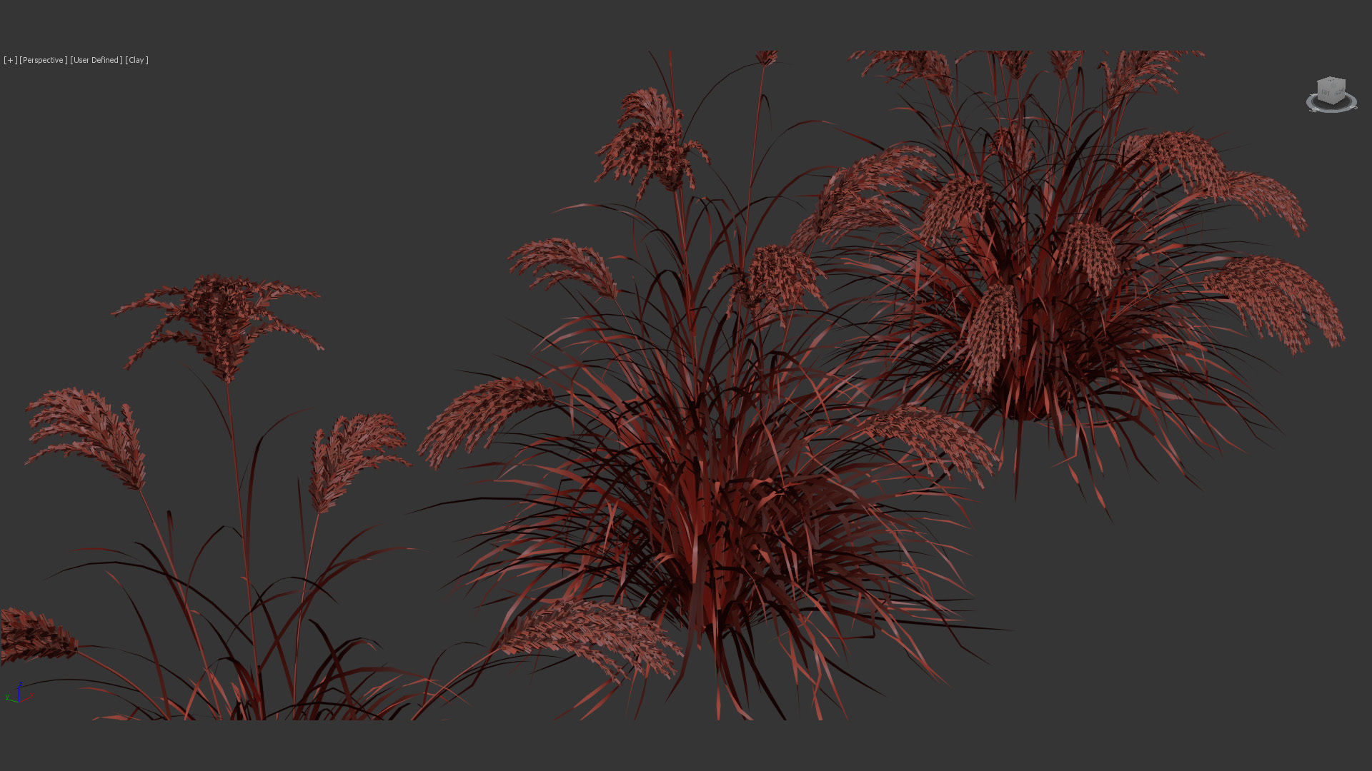Miscanthus sacchariflorus Amur silver grass 3D Model 01 3D model_9