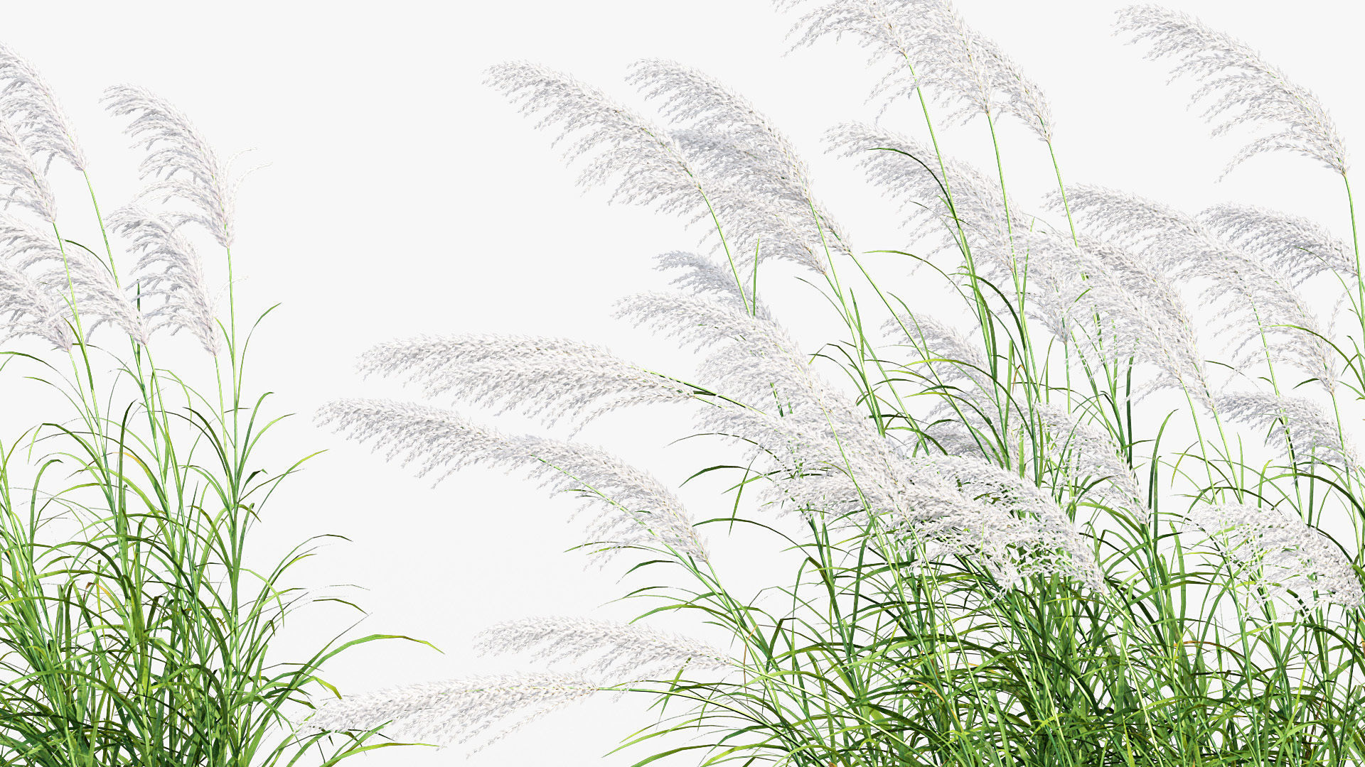 Miscanthus sacchariflorus Amur silver grass 3D Model 01 3D model_4