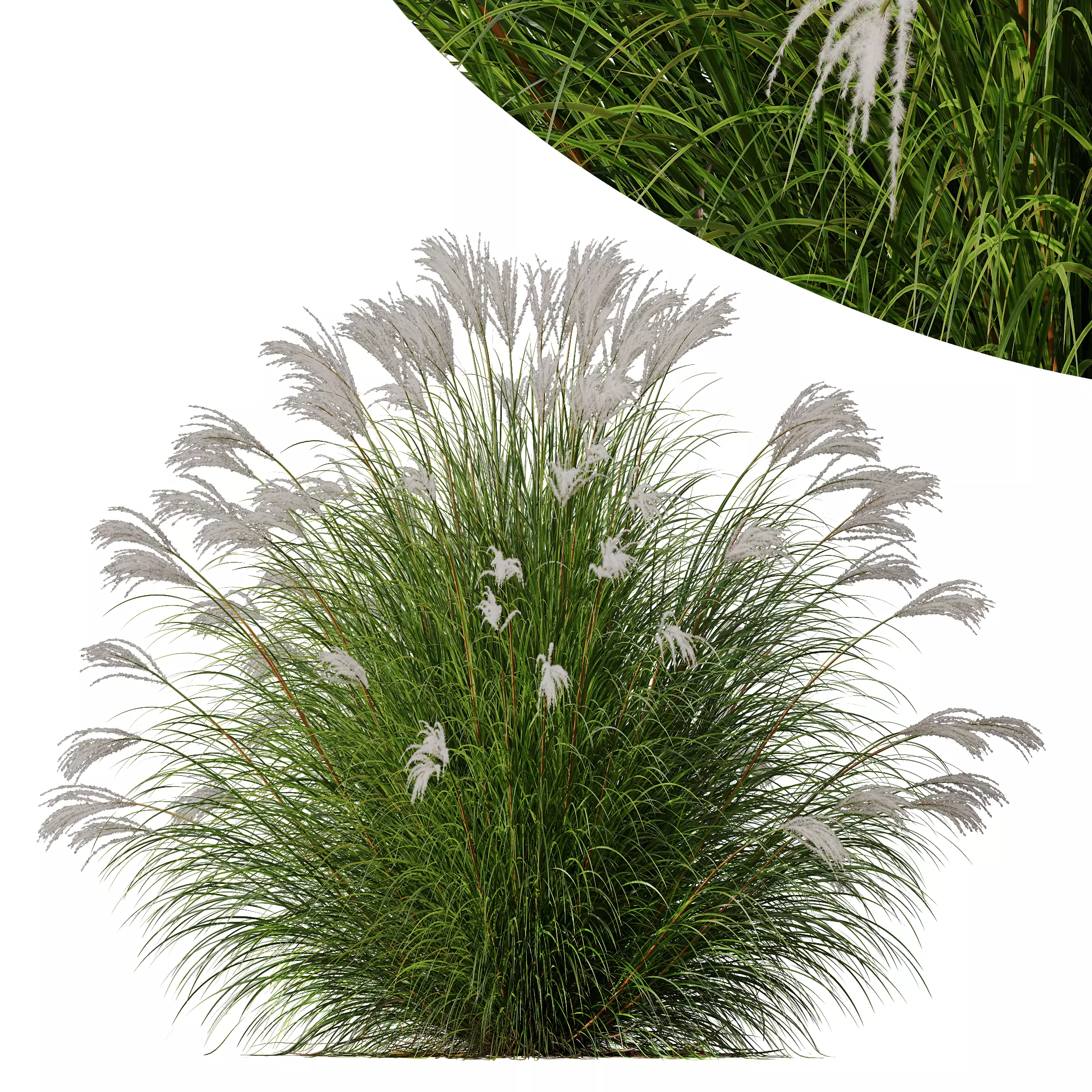 Plants Miscanthus Nepalensis Sinensis Sarabande Adagio Version05 3D model_0