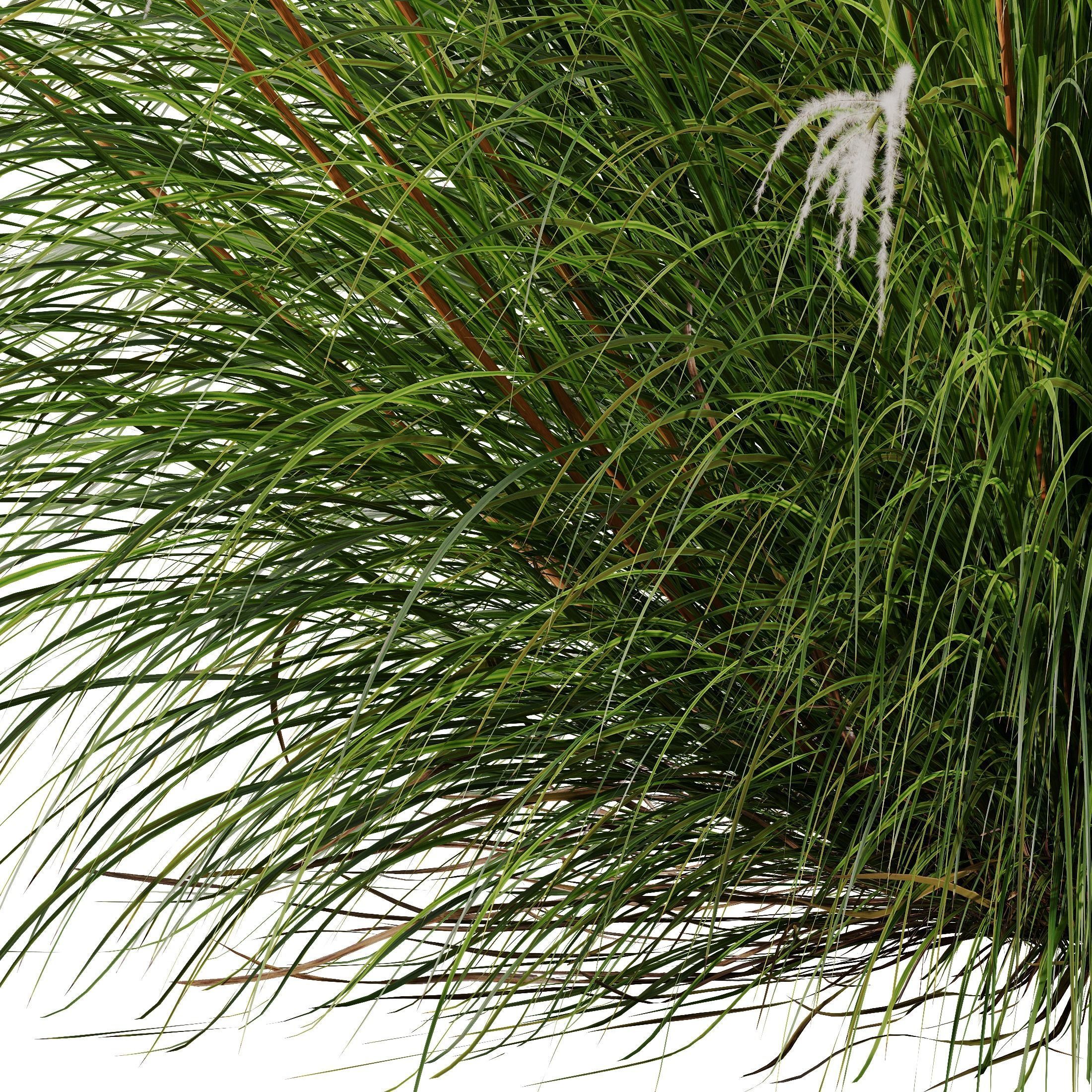 Plants Miscanthus Nepalensis Sinensis Sarabande Adagio Version05 3D model_1