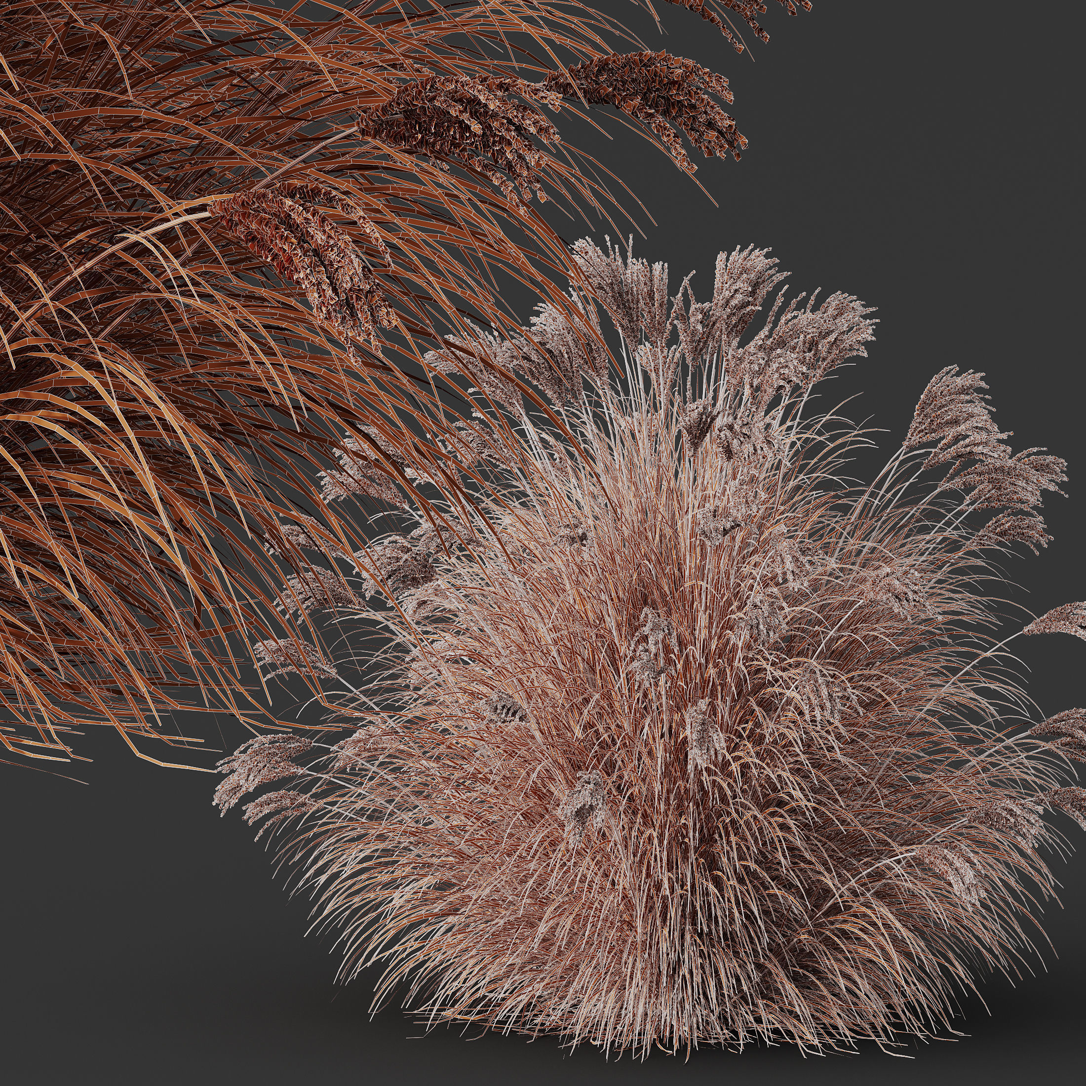 Plants Miscanthus Nepalensis Sinensis Sarabande Adagio Version05 3D model_3