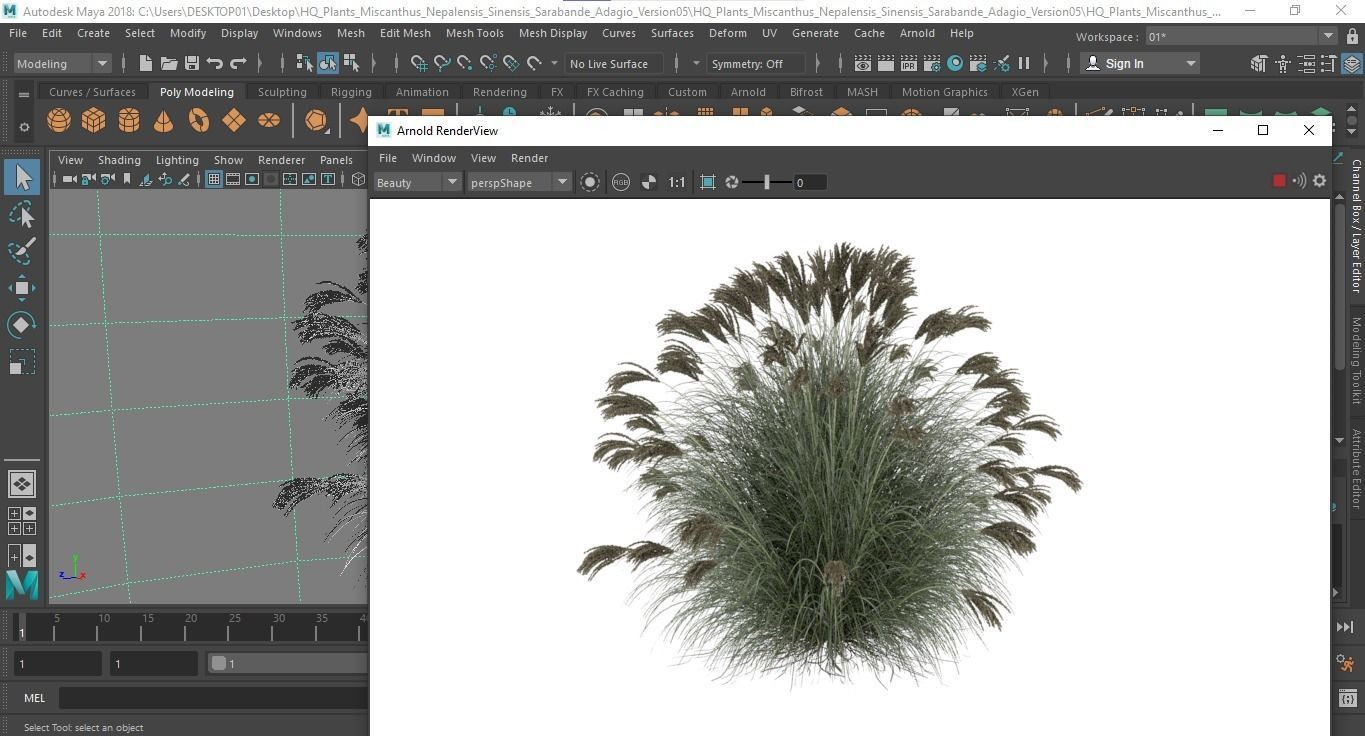 Plants Miscanthus Nepalensis Sinensis Sarabande Adagio Version05 3D model_5