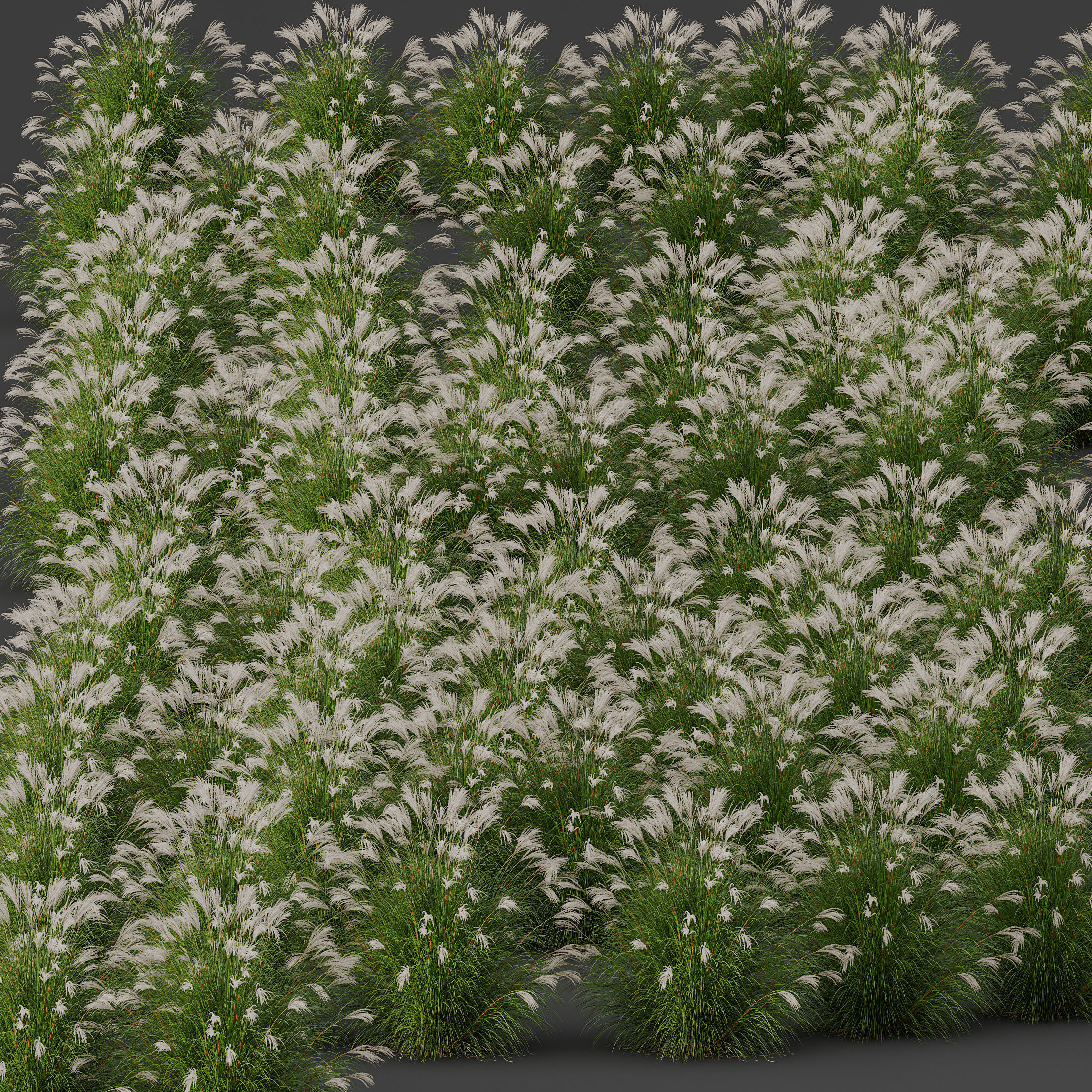 Plants Miscanthus Nepalensis Sinensis Sarabande Adagio Version05 3D model_2