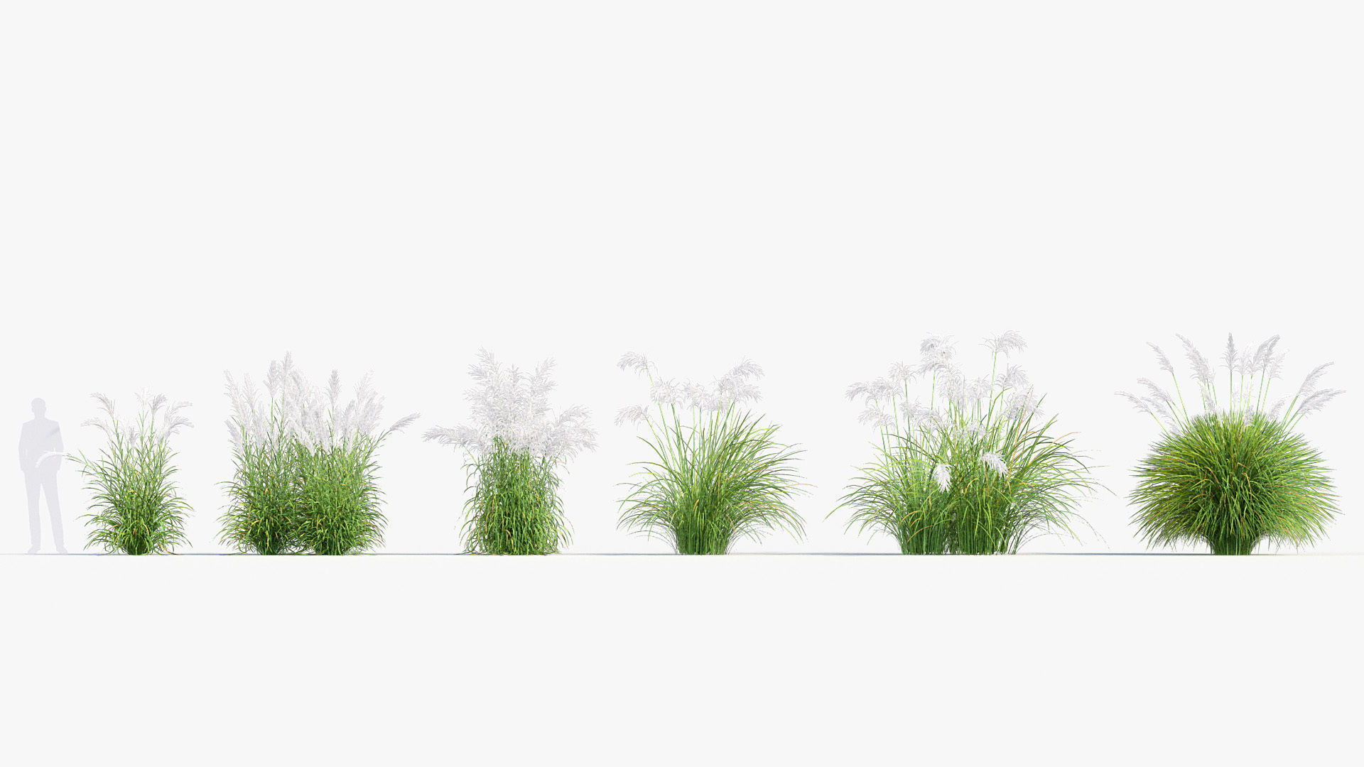Miscanthus sacchariflorus Amur silver grass 3D Model 02 3D model_1