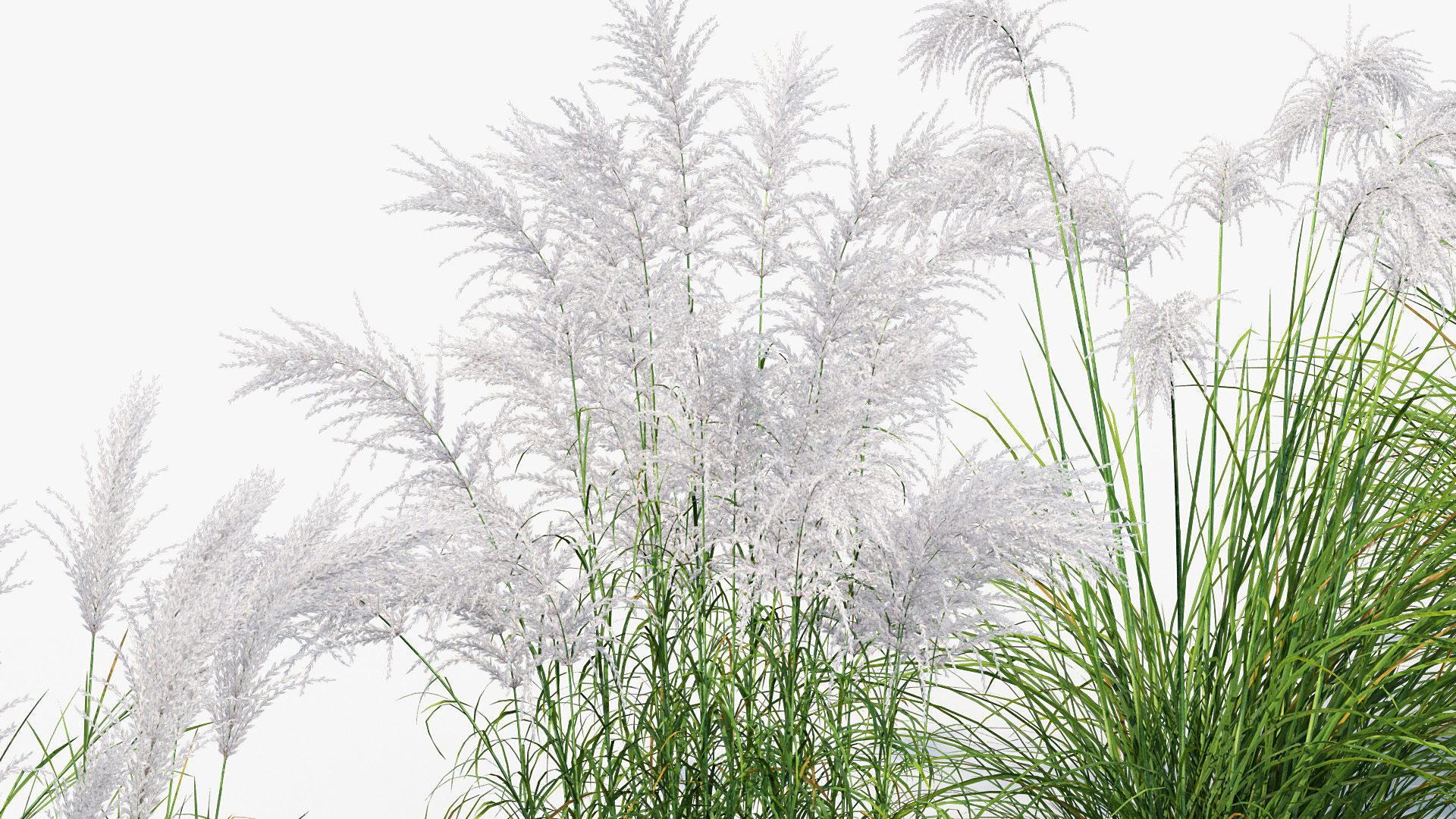 Miscanthus sacchariflorus Amur silver grass 3D Model 02 3D model_5