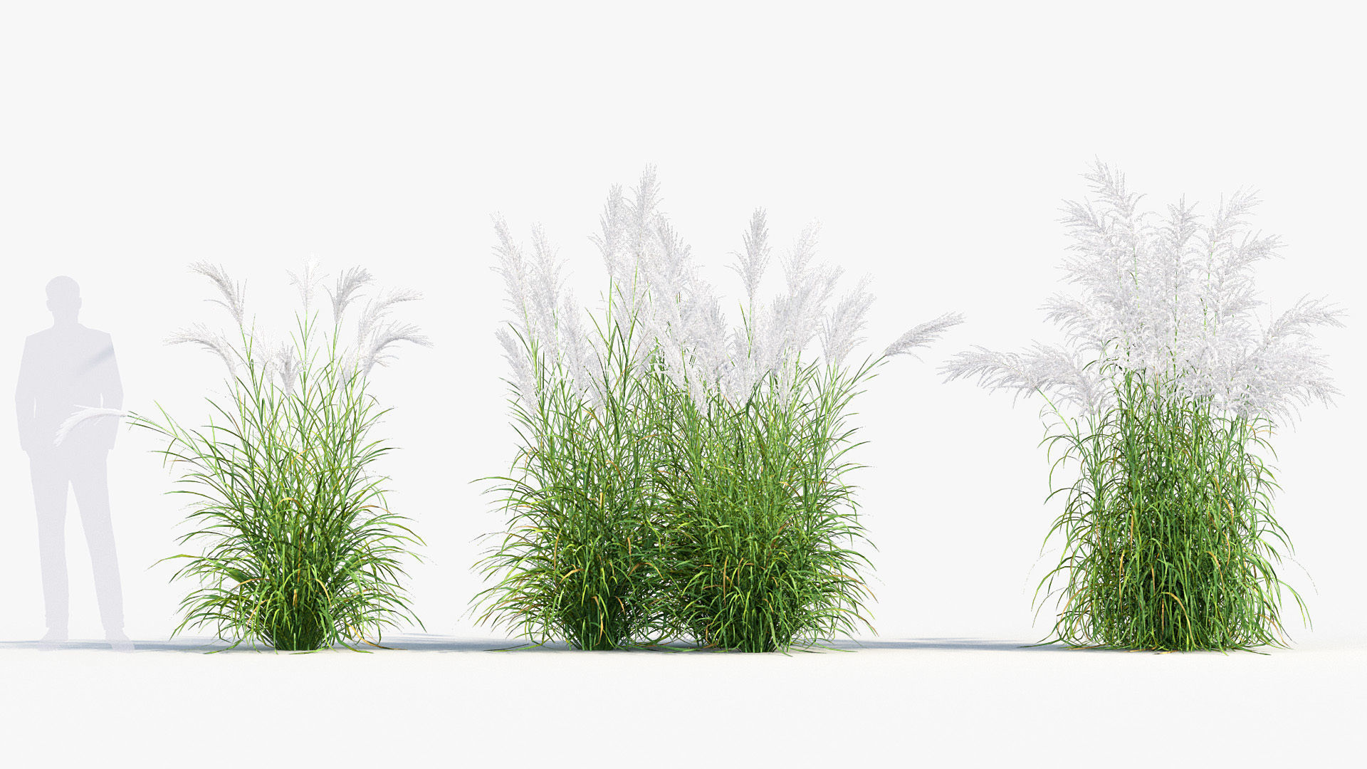 Miscanthus sacchariflorus Amur silver grass 3D Model 02 3D model_2