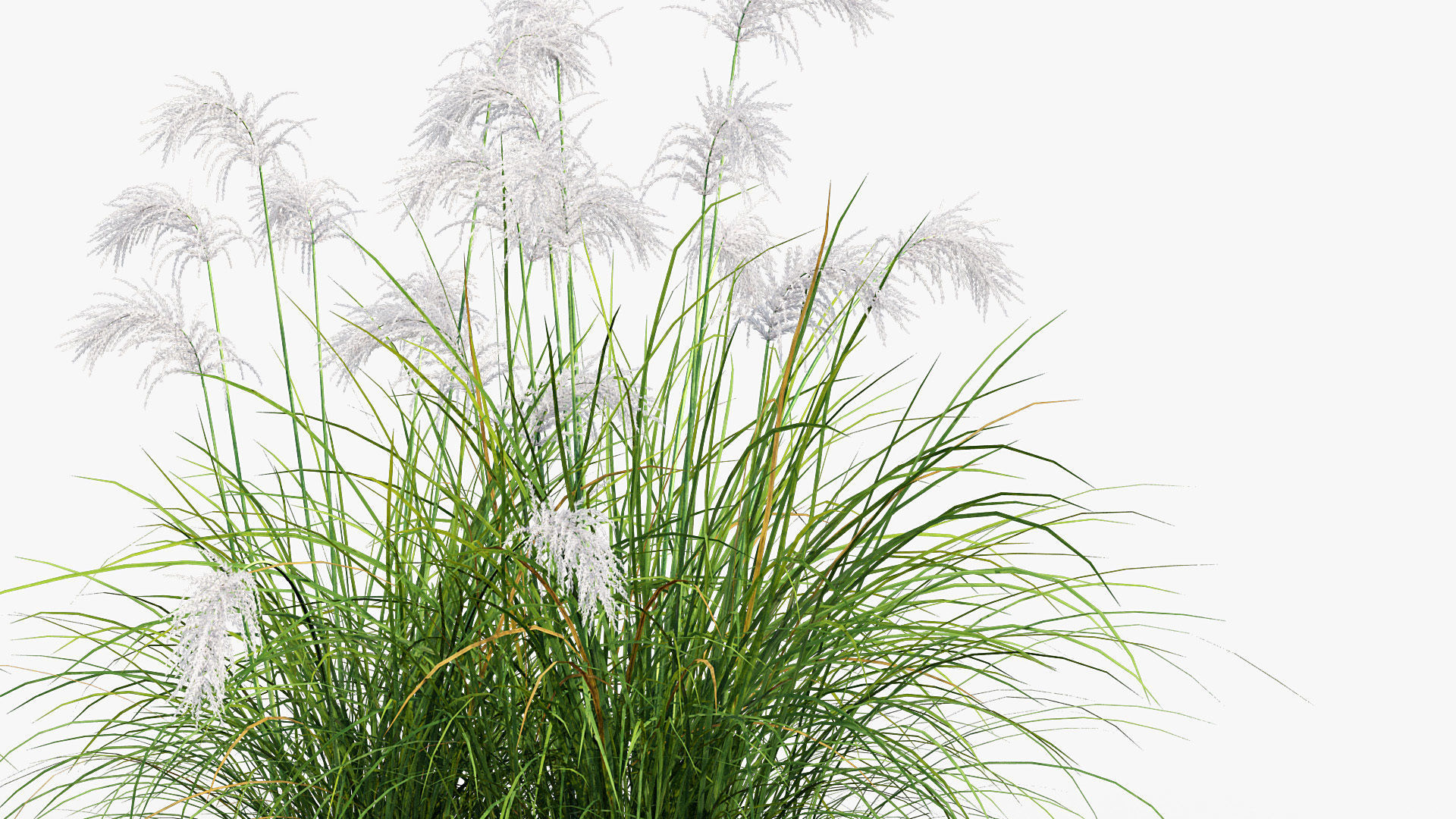 Miscanthus sacchariflorus Amur silver grass 3D Model 02 3D model_4