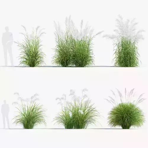 Miscanthus sacchariflorus Amur silver grass 3D Model 02