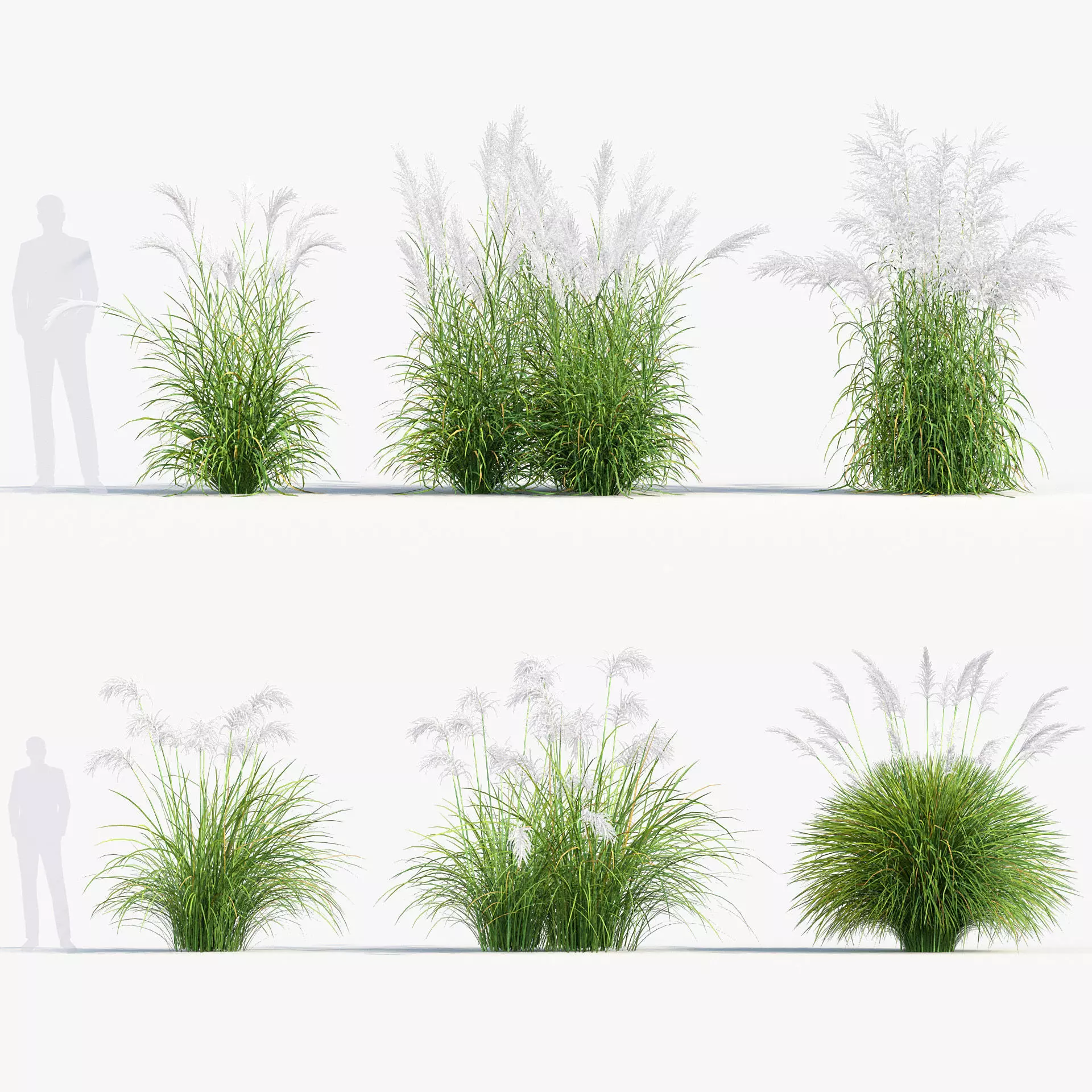 Miscanthus sacchariflorus Amur silver grass 3D Model 02 3D model_0