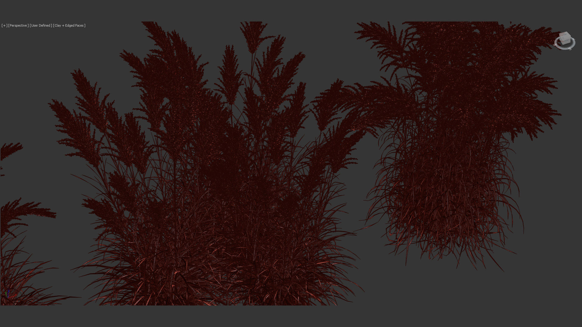 Miscanthus sacchariflorus Amur silver grass 3D Model 02 3D model_10