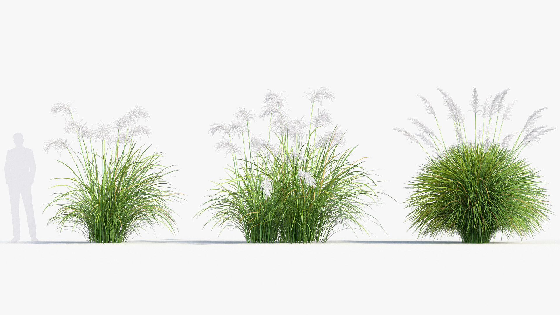 Miscanthus sacchariflorus Amur silver grass 3D Model 02 3D model_3