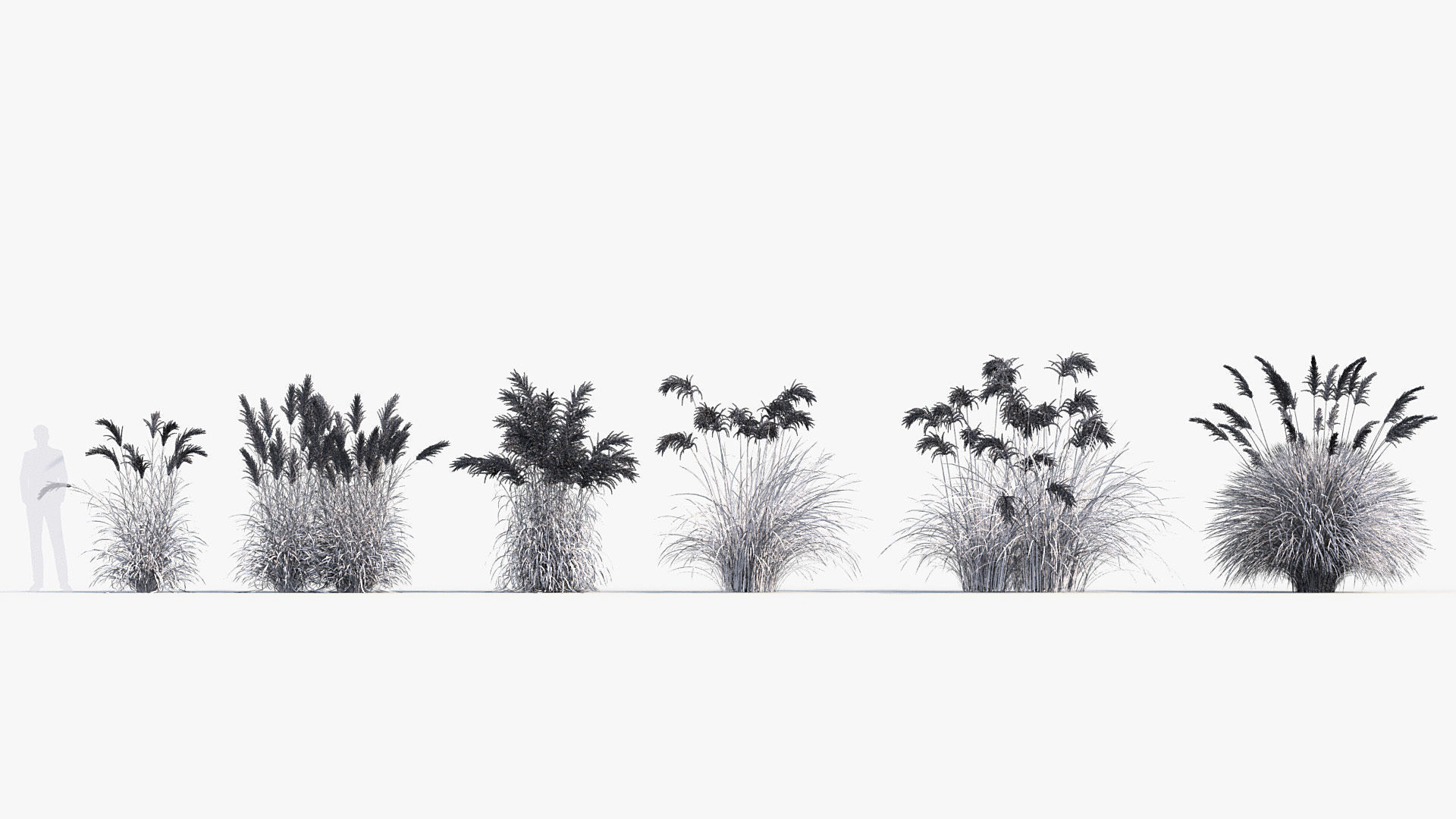 Miscanthus sacchariflorus Amur silver grass 3D Model 02 3D model_8