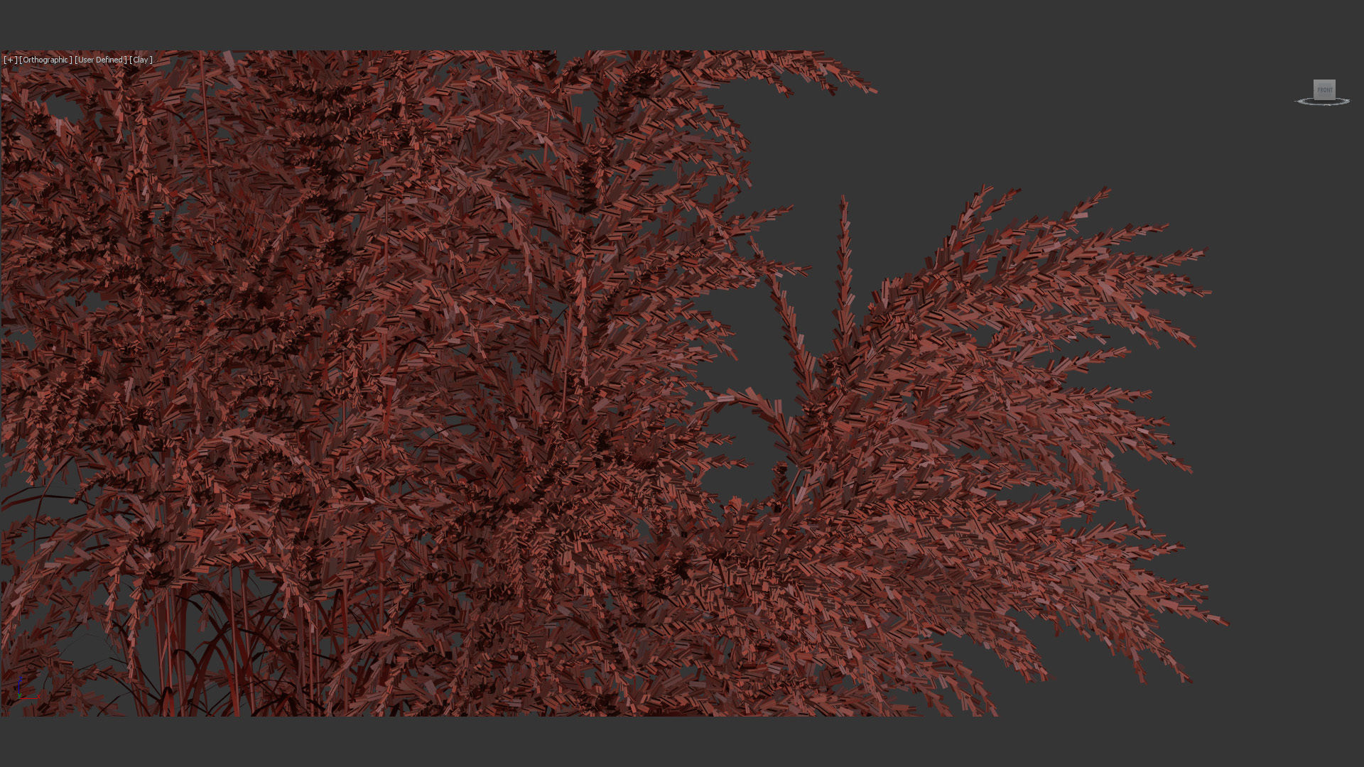 Miscanthus sacchariflorus Amur silver grass 3D Model 02 3D model_13