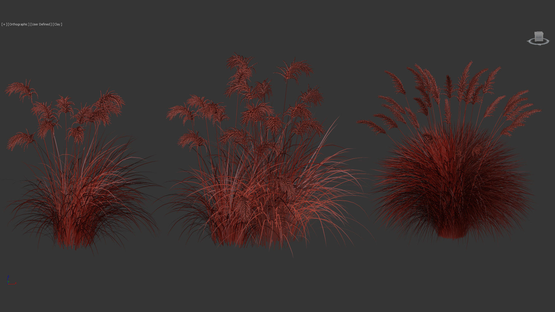 Miscanthus sacchariflorus Amur silver grass 3D Model 02 3D model_11