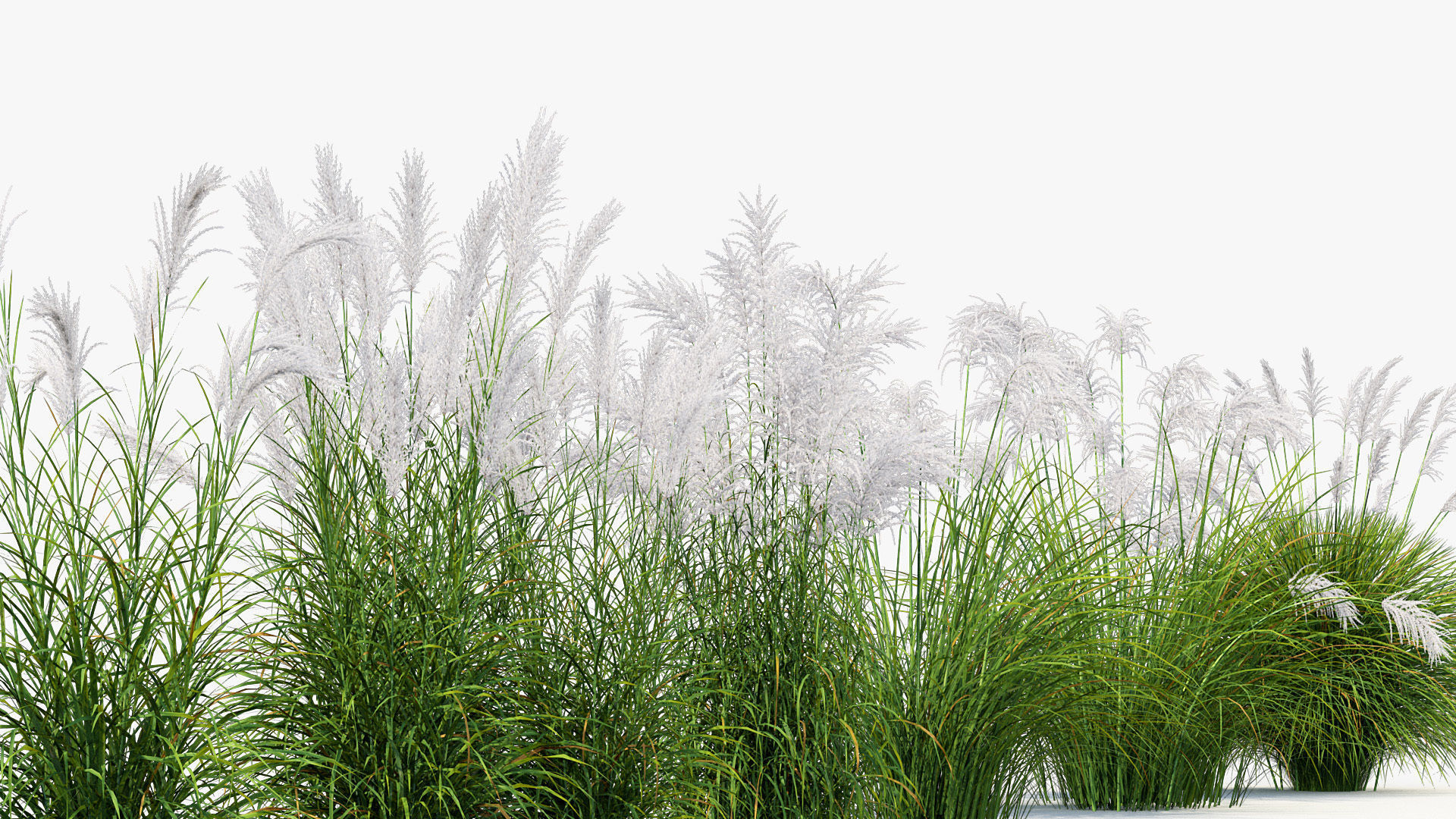 Miscanthus sacchariflorus Amur silver grass 3D Model 02 3D model_6