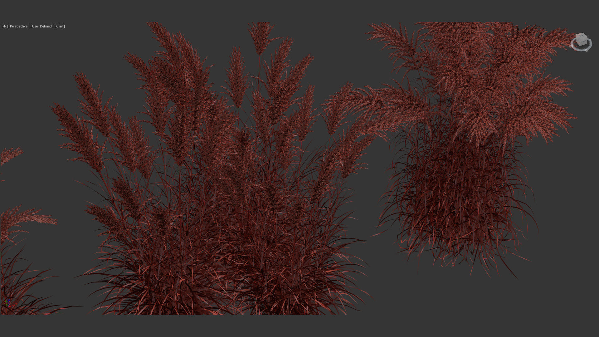 Miscanthus sacchariflorus Amur silver grass 3D Model 02 3D model_9