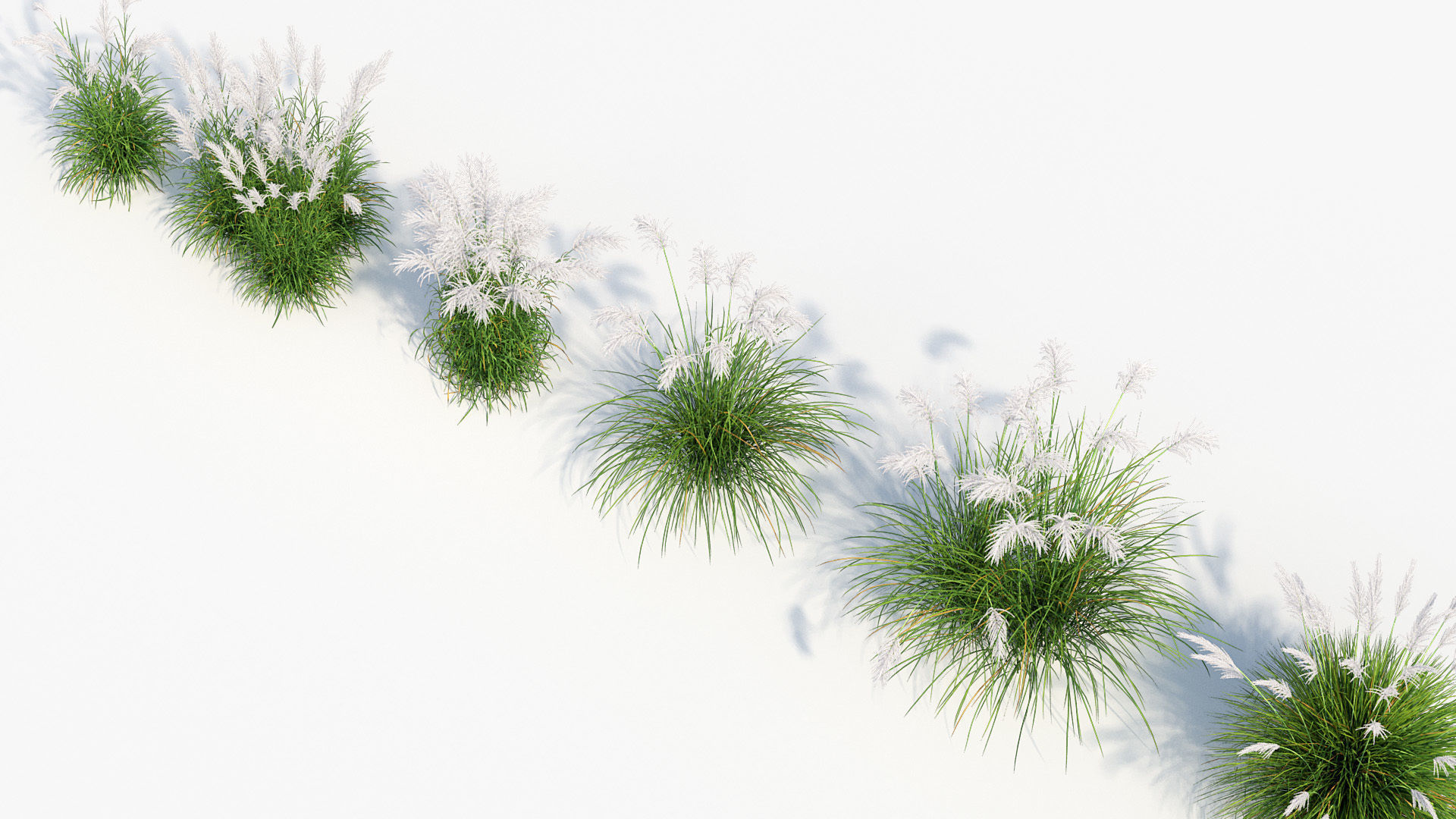 Miscanthus sacchariflorus Amur silver grass 3D Model 02 3D model_7