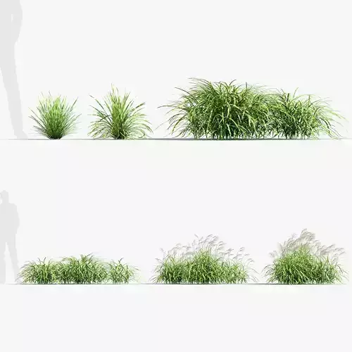 Miscanthus sinensis zebrinus Zenra grass 3D Model 01 3D model