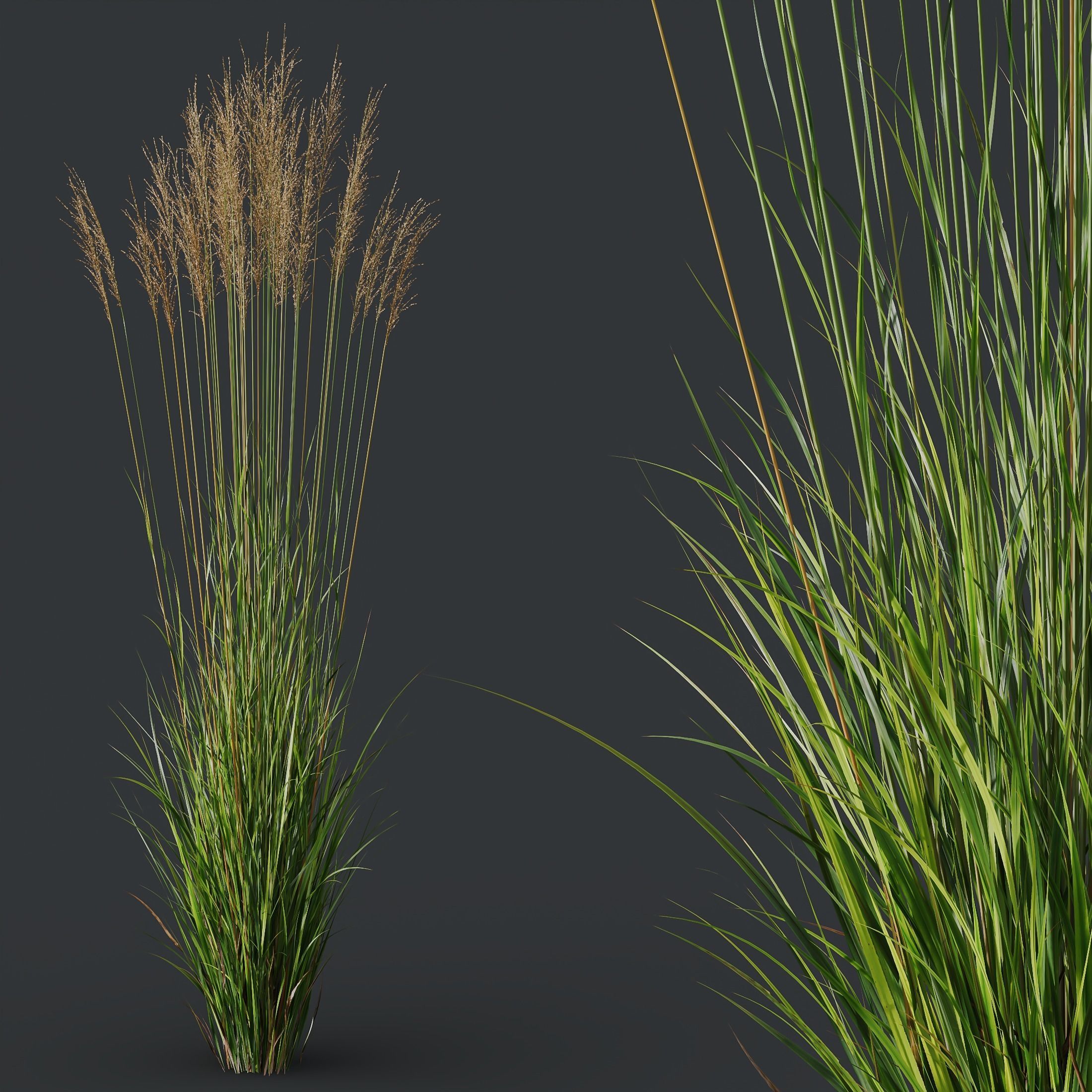 Plants Molinia Caerulea Heidebraut Kleines Pfeifengras Version03 3D model_2